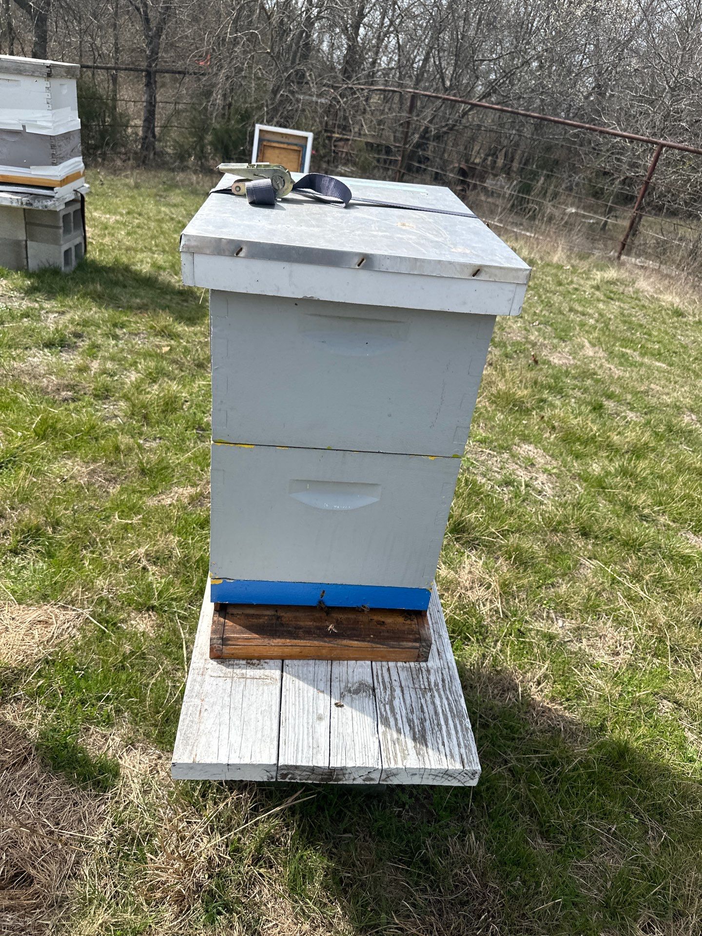 Bees for Ag. Exemption in Heath by Rockwall Honey Bee Company