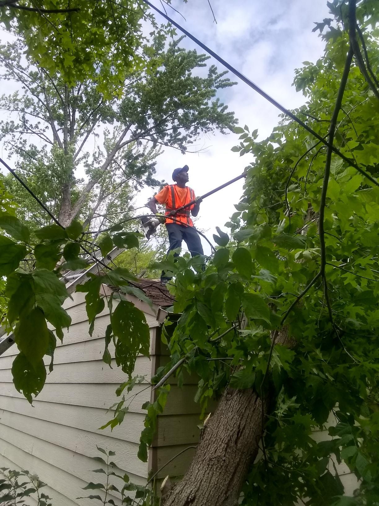 Tree Removal using Tree Removal by Mike Jones & Sons Tree Service LLC 