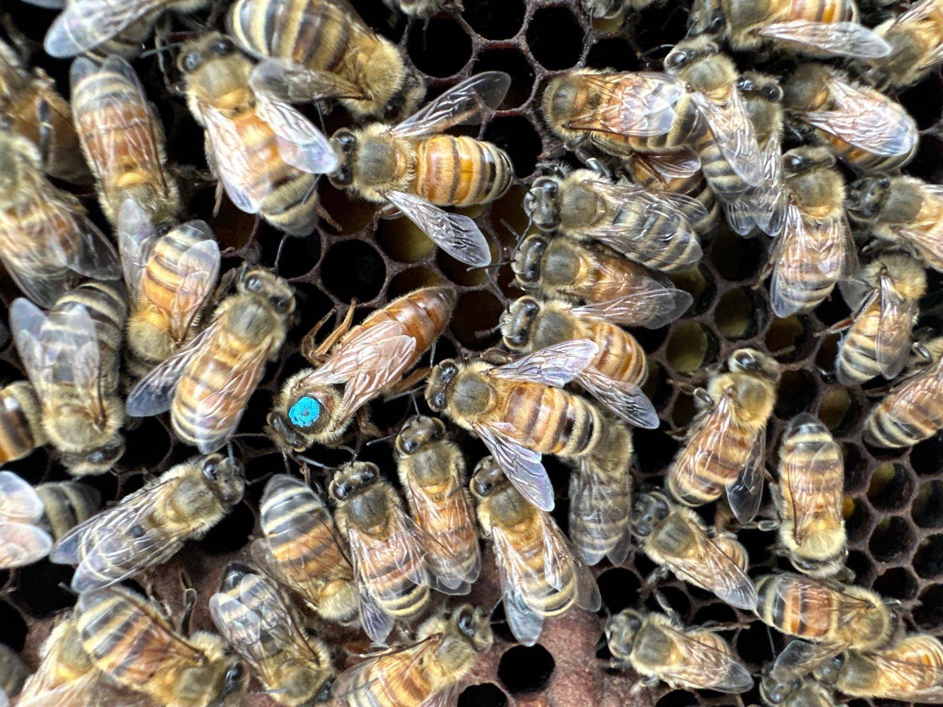 Bees at the Bank! by Rockwall Honey Bee Company