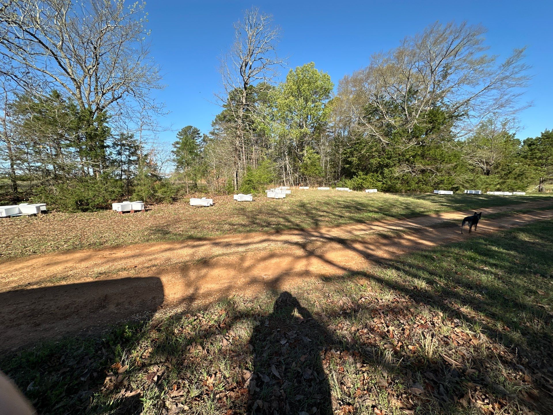 BeeGirl ETX HQ by Rockwall Honey Bee Company