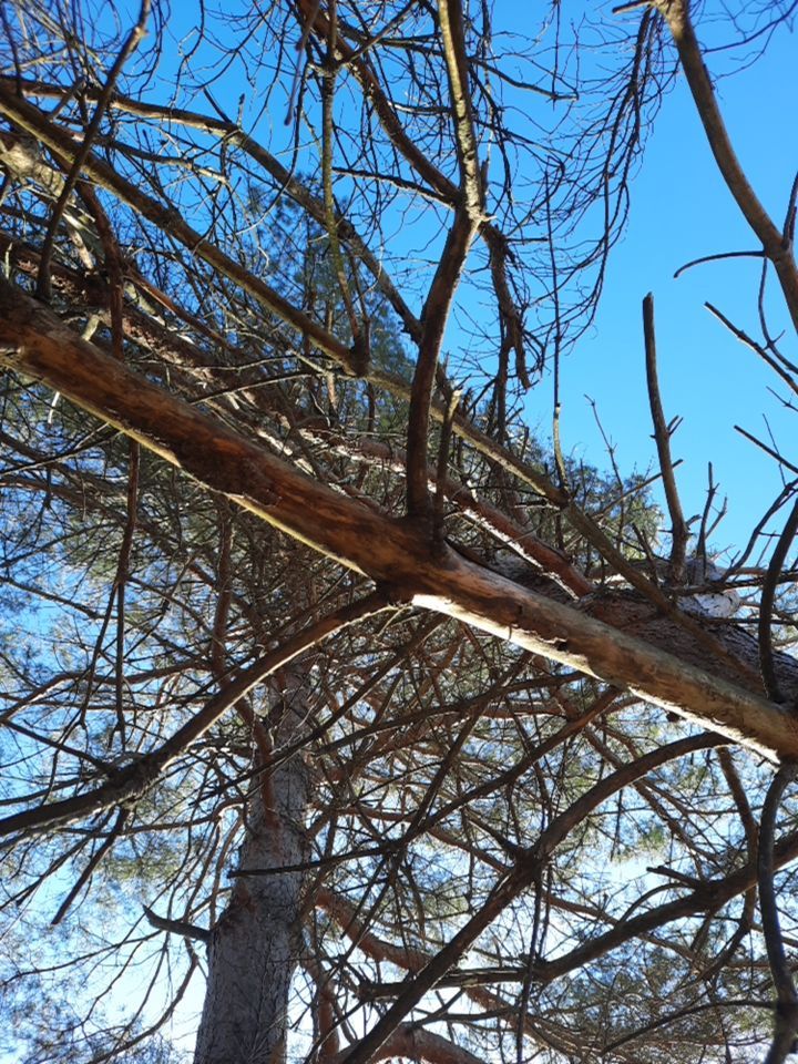 Storm Damaged Tree Removal  using Tree Removal by Mike Jones & Sons Tree Service LLC 