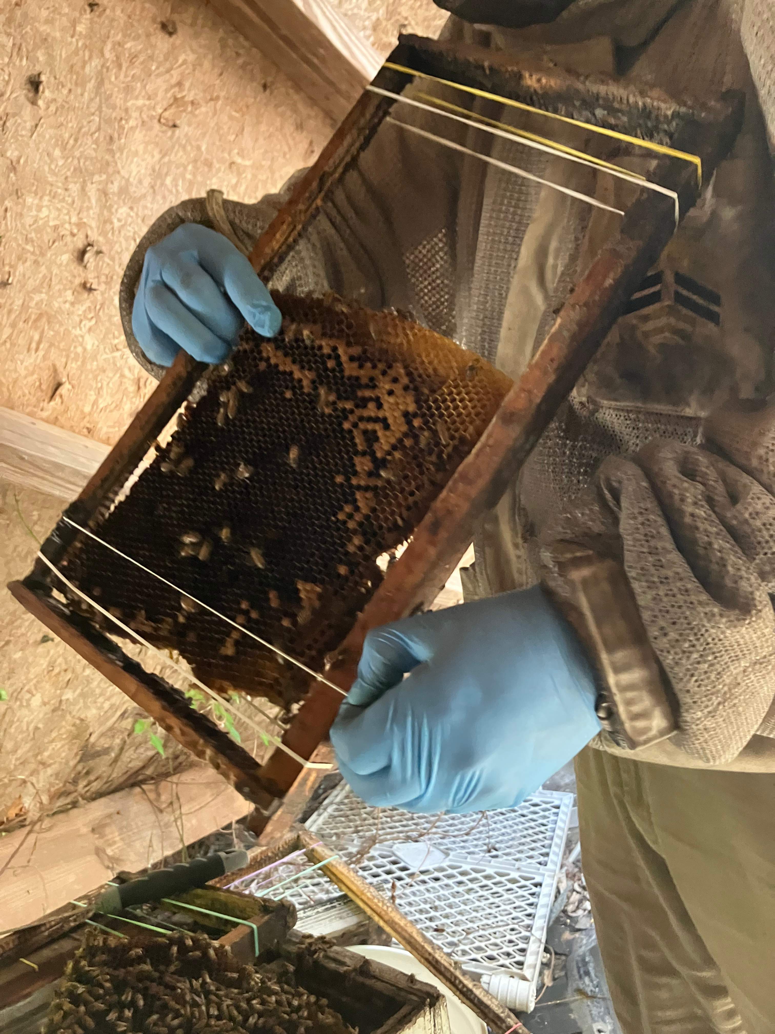 Open Air Garage Beesli by Rockwall Honey Bee Company