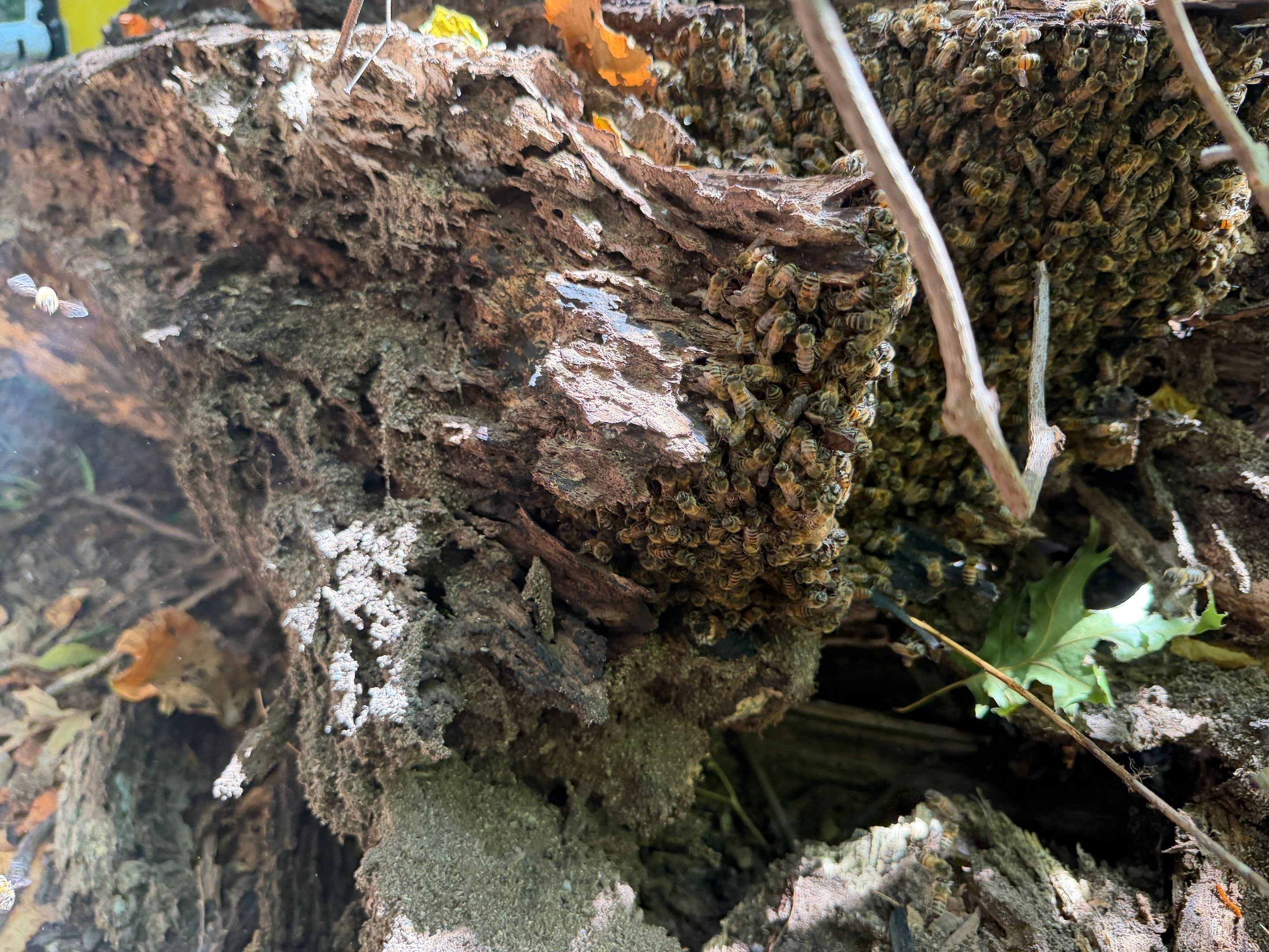 Warranted Removal by Rockwall Honey Bee Company