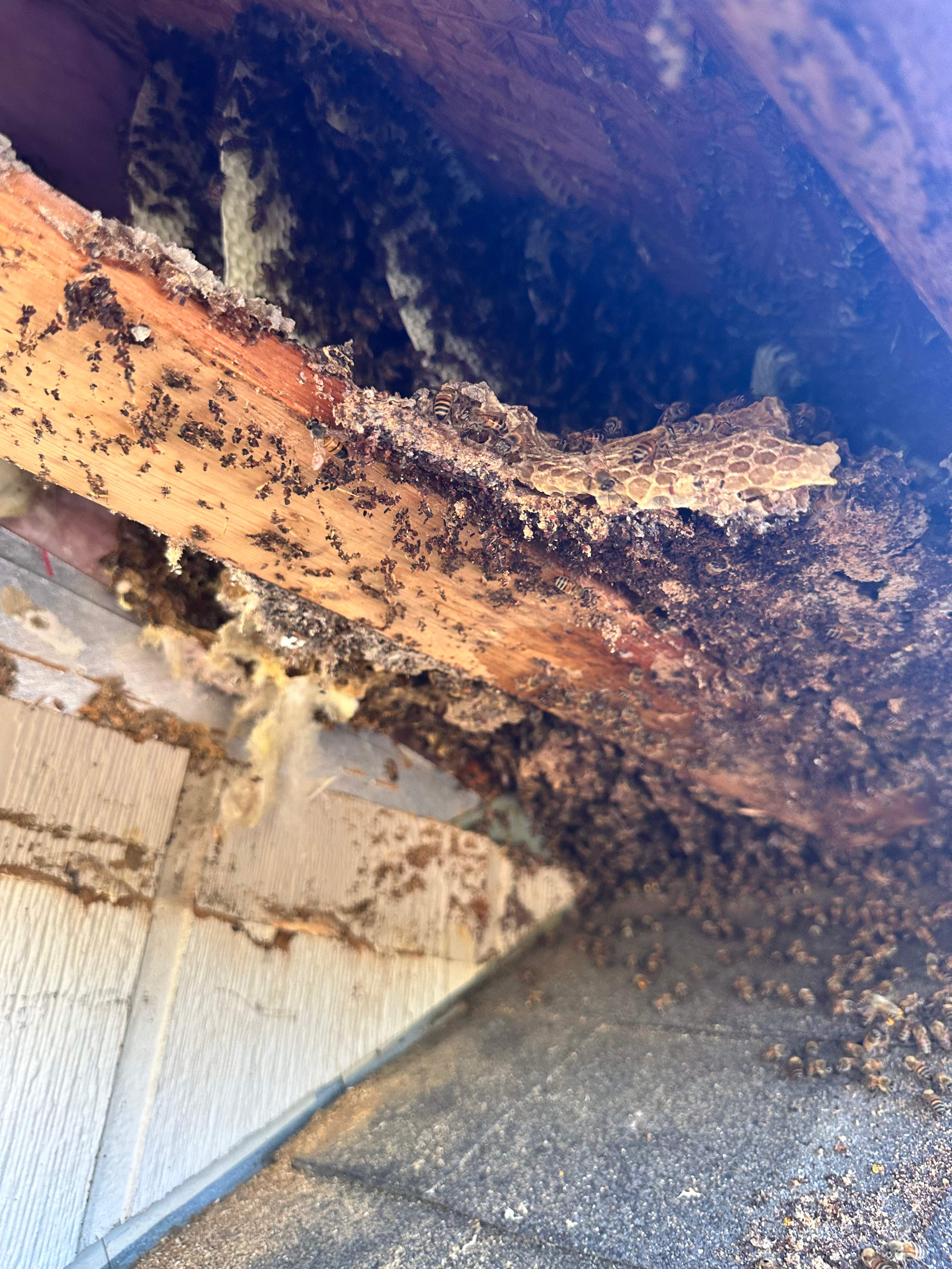 Massive by Rockwall Honey Bee Company