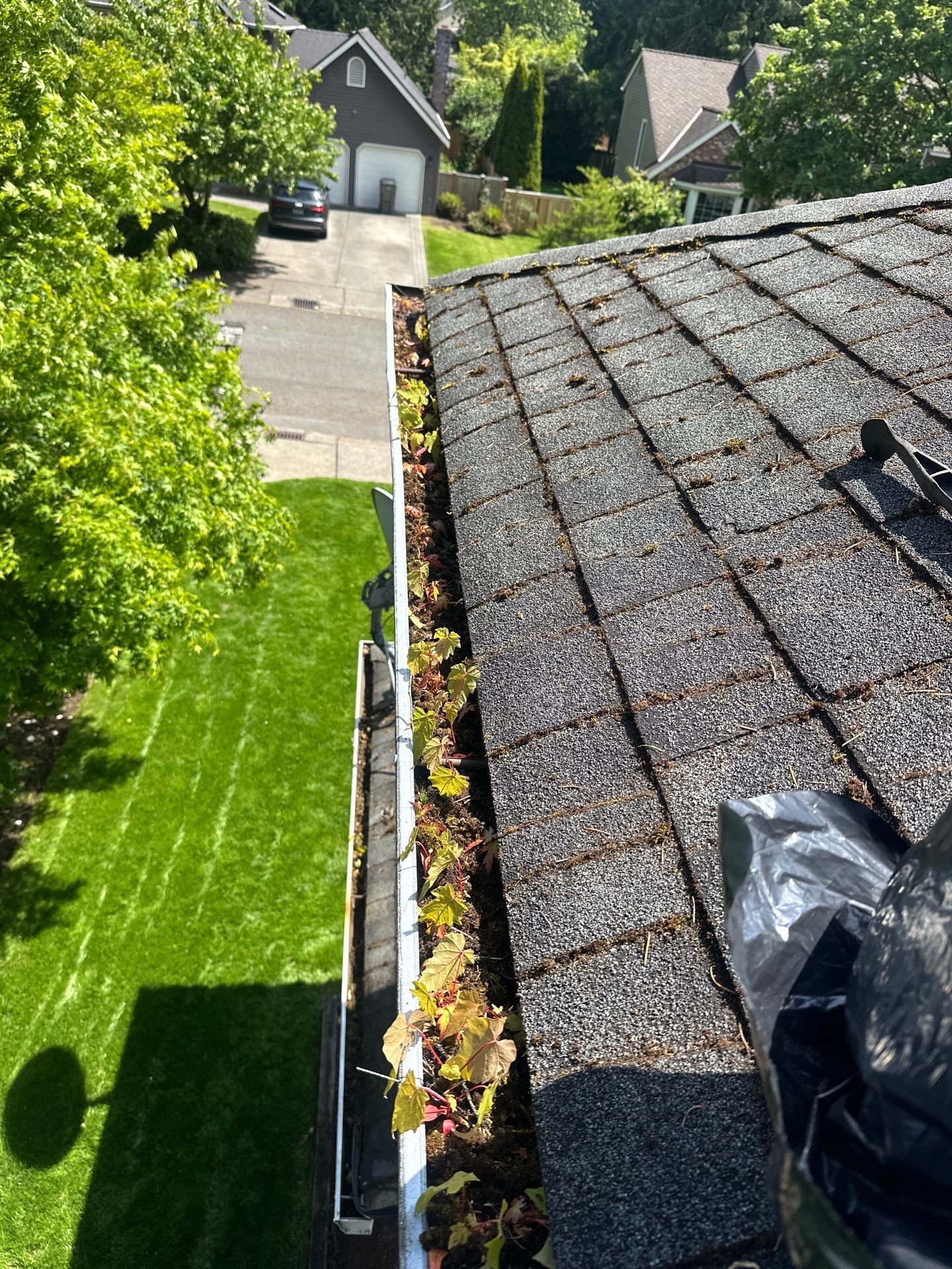 Softwashed in many Years back, and organic regrowth significant by DawnSky LLC