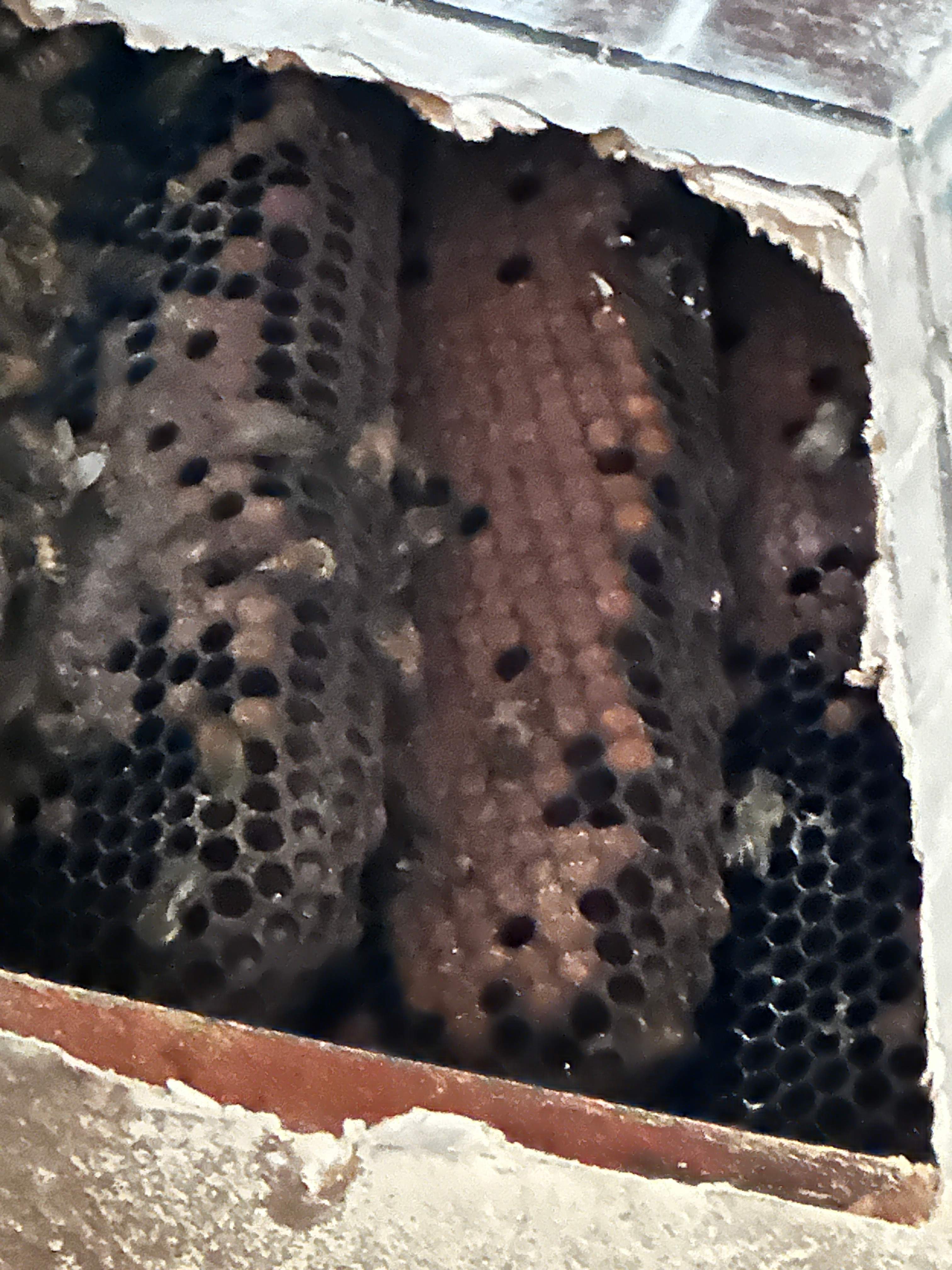 Hidden Garage by Rockwall Honey Bee Company