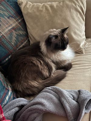 Theodore The Great: Couch Nap