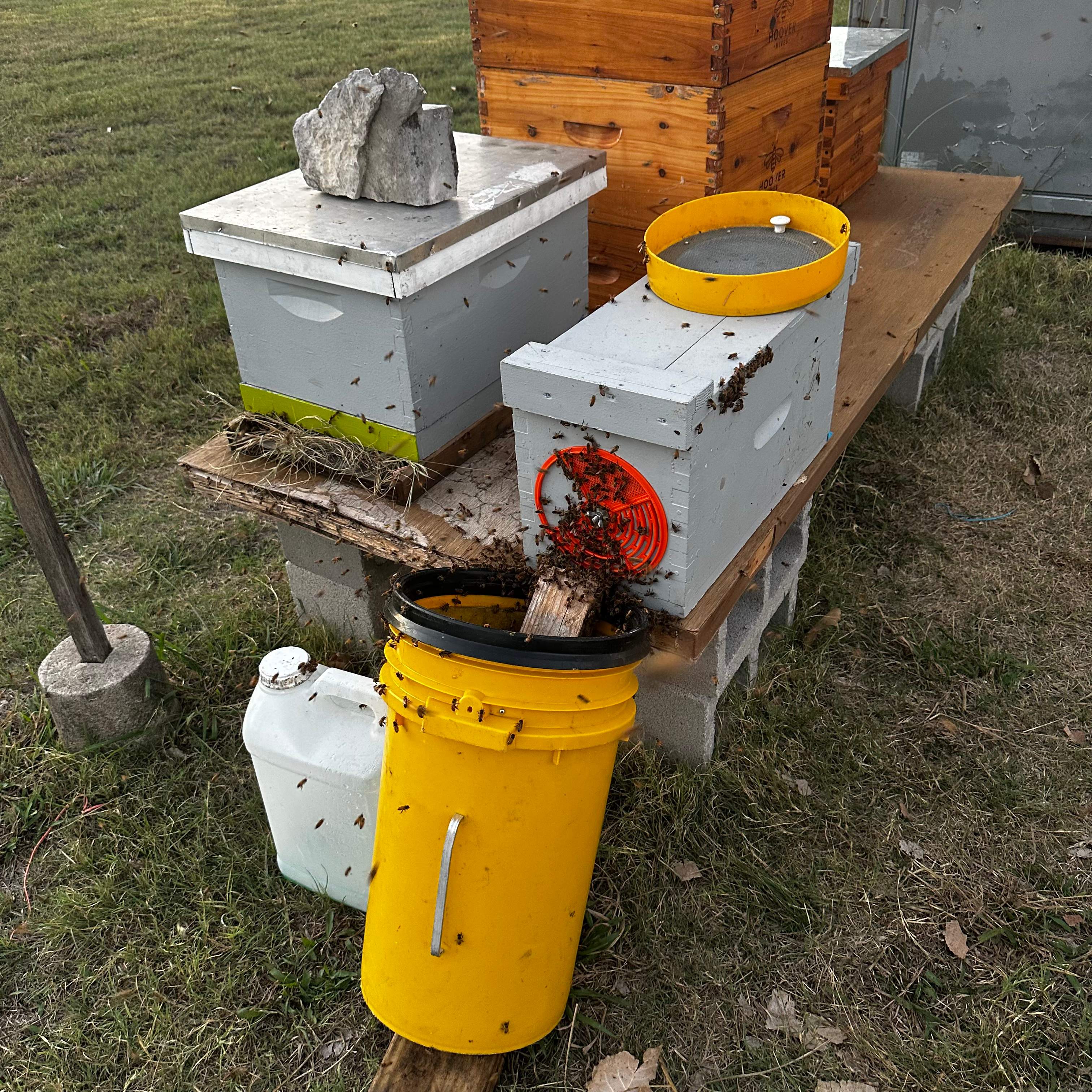 Ceiling Cutout by Rockwall Honey Bee Company
