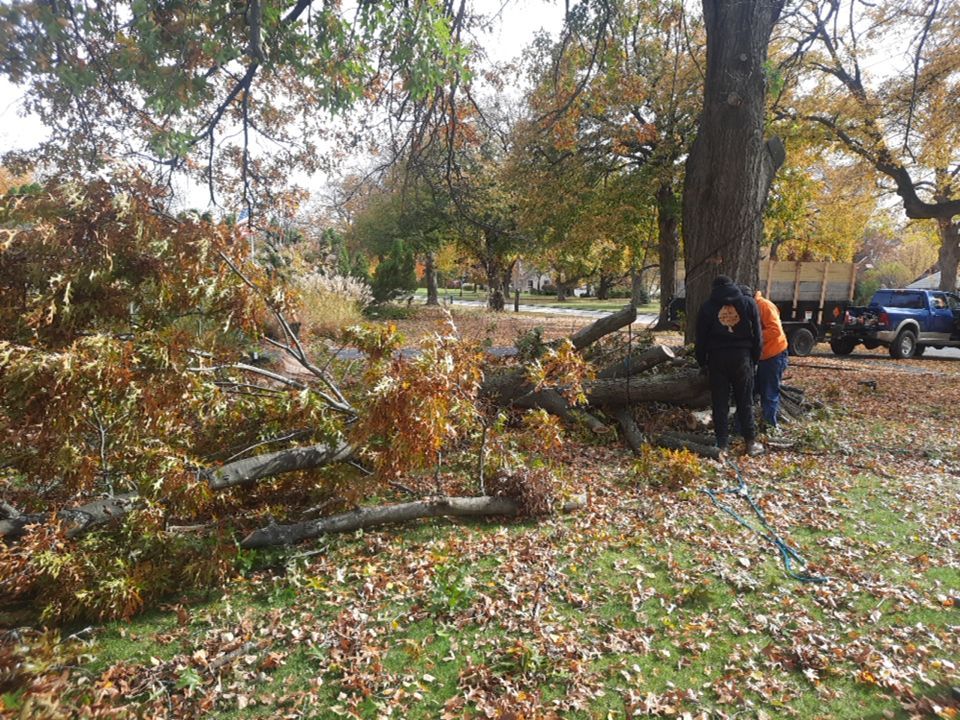 Tree Removal using Tree Removal by Mike Jones & Sons Tree Service LLC 