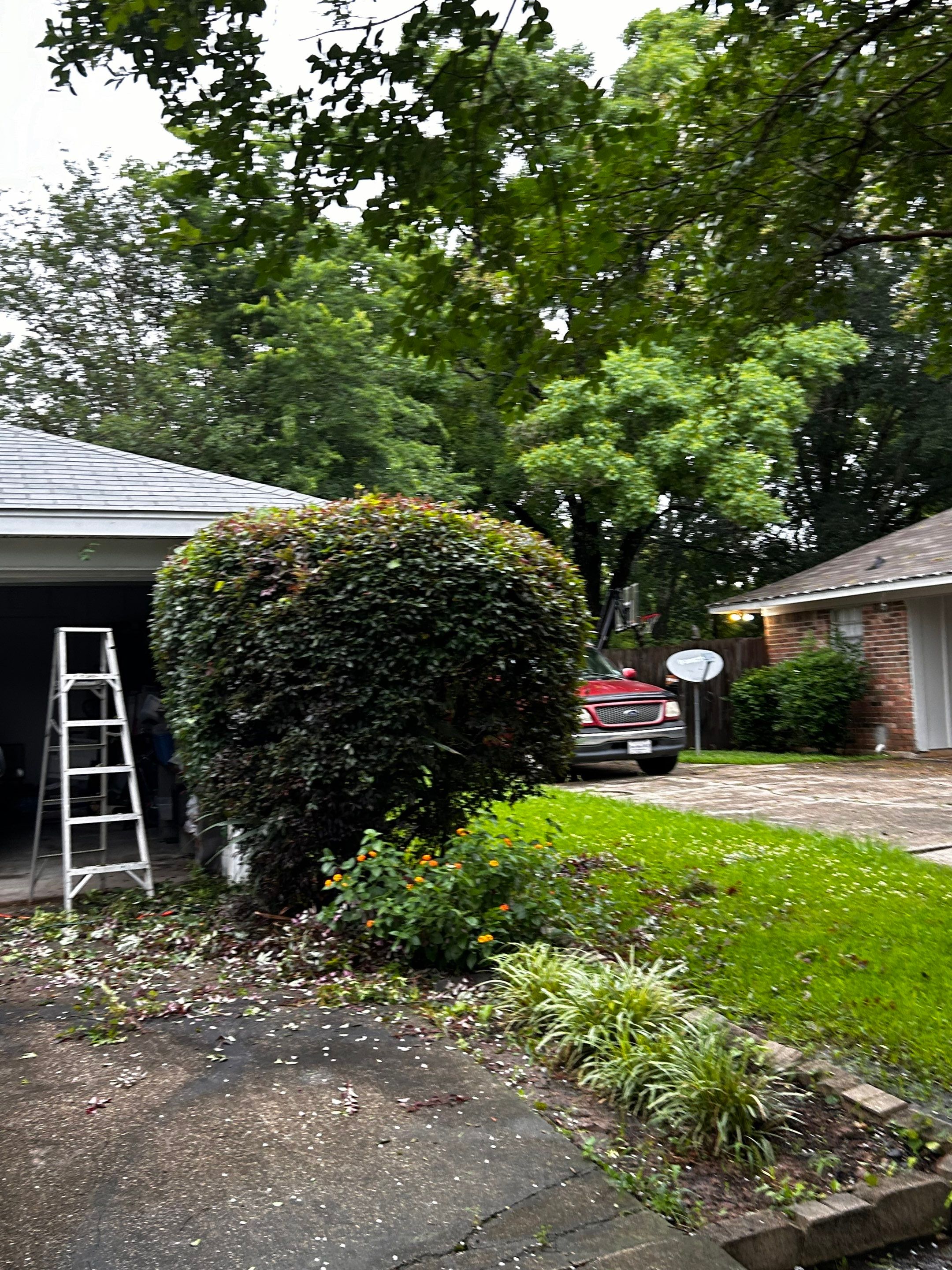 Tree And Hedge Trimming by College Bros Outdoor services
