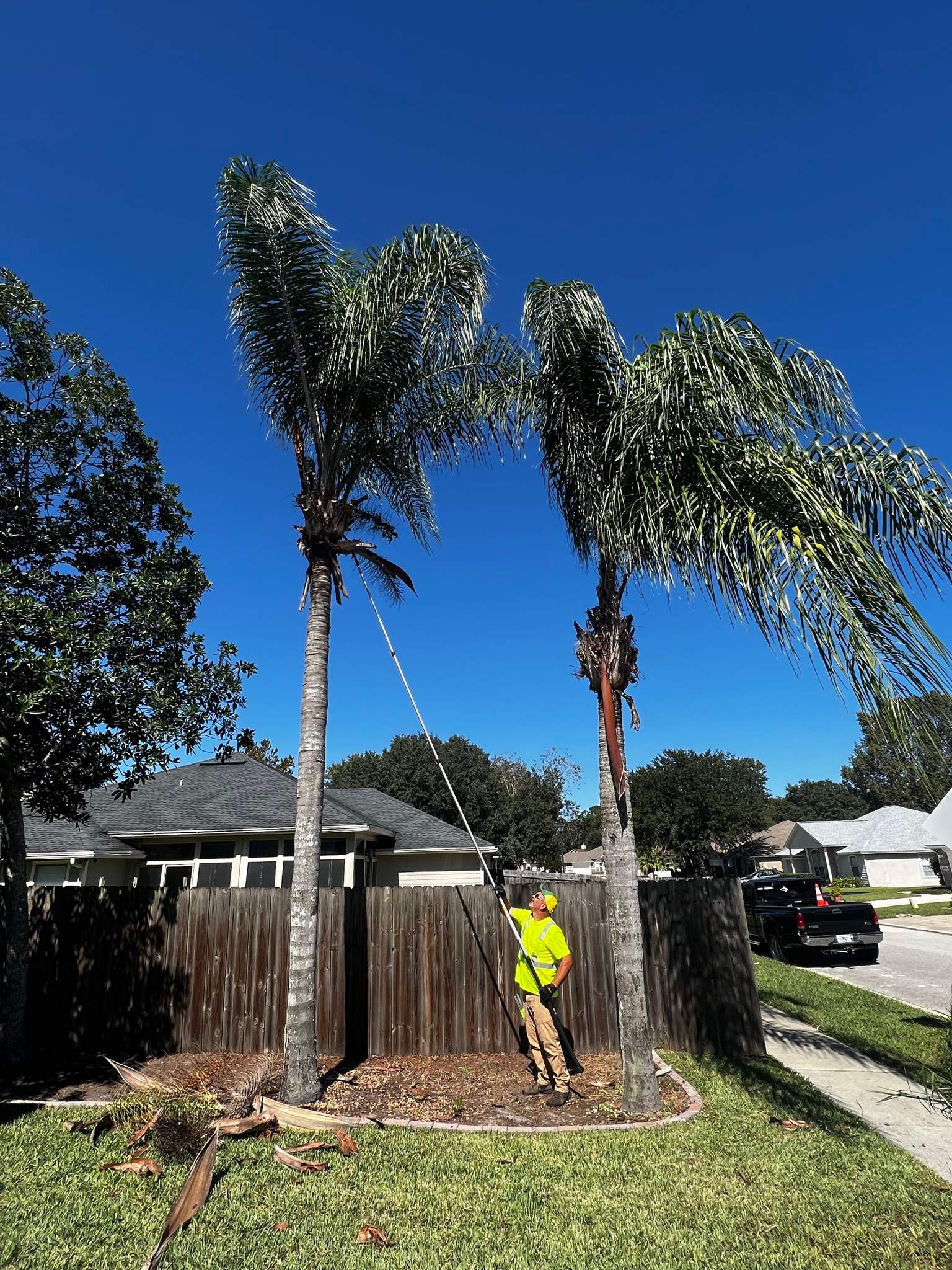 Palm Tree Trimming | Residential by ProGreen Services