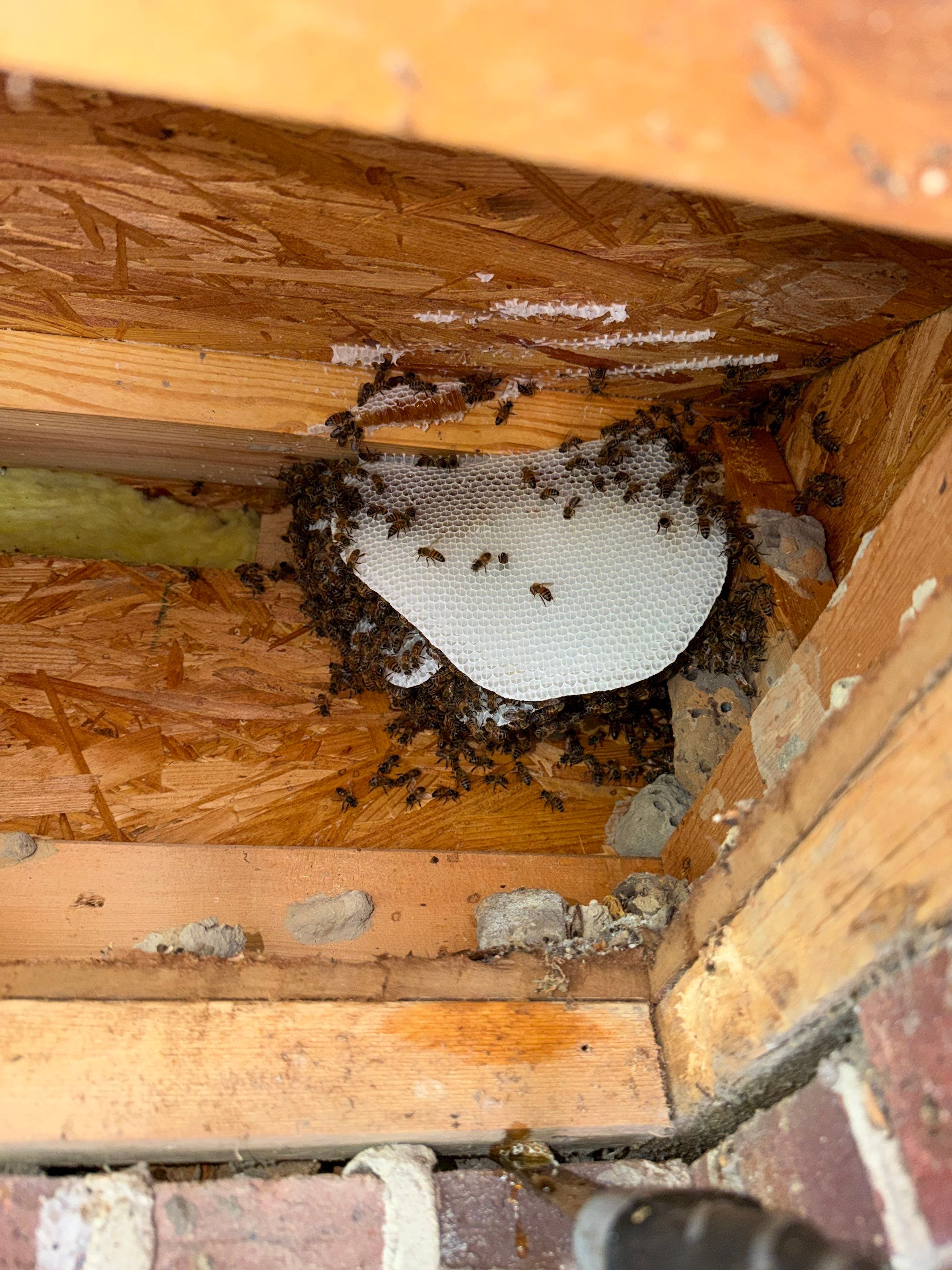 Project in Heath, TX by Rockwall Honey Bee Company