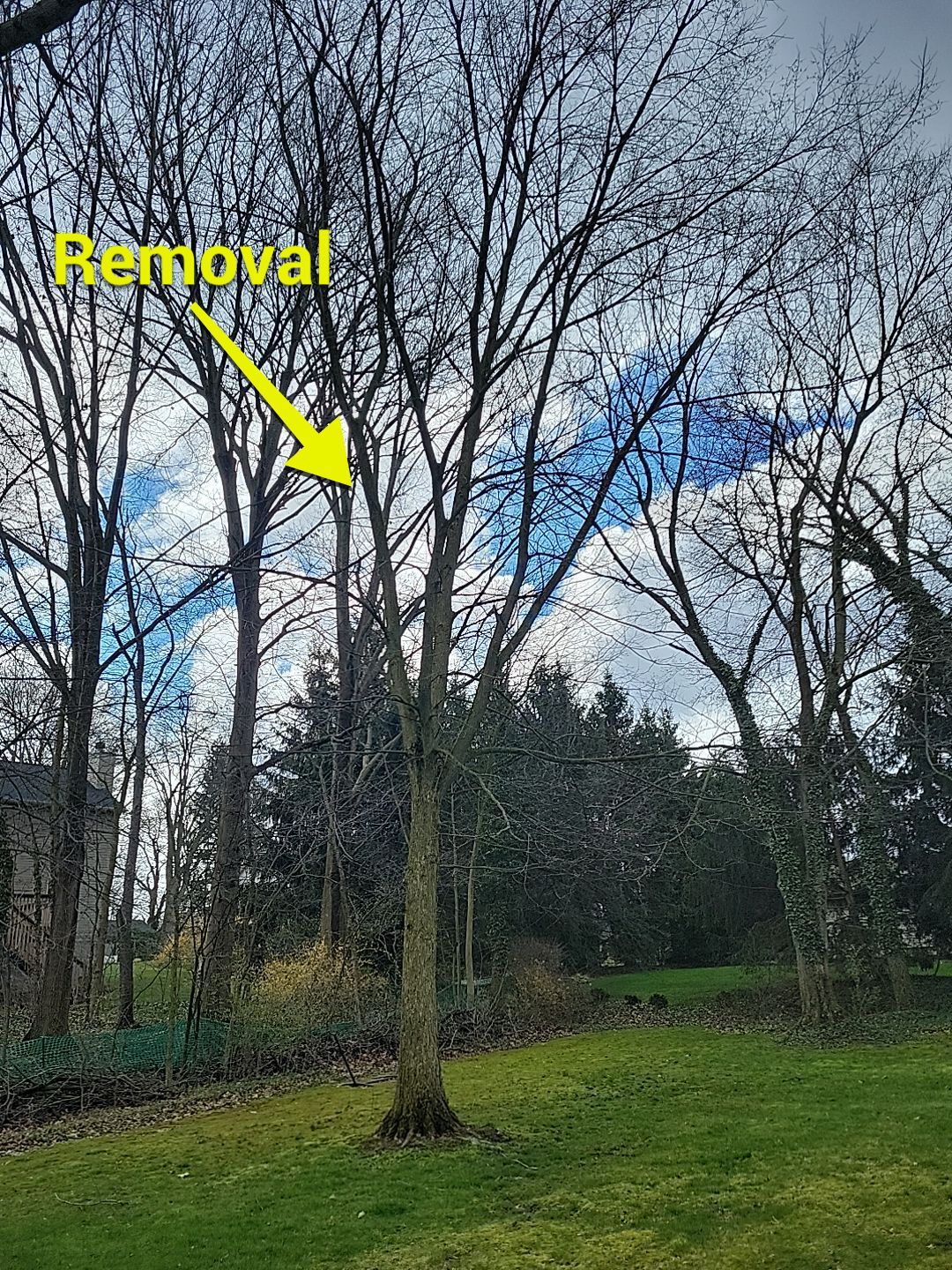 Tree Trimming using Tree Pruing by Mike Jones & Sons Tree Service LLC 