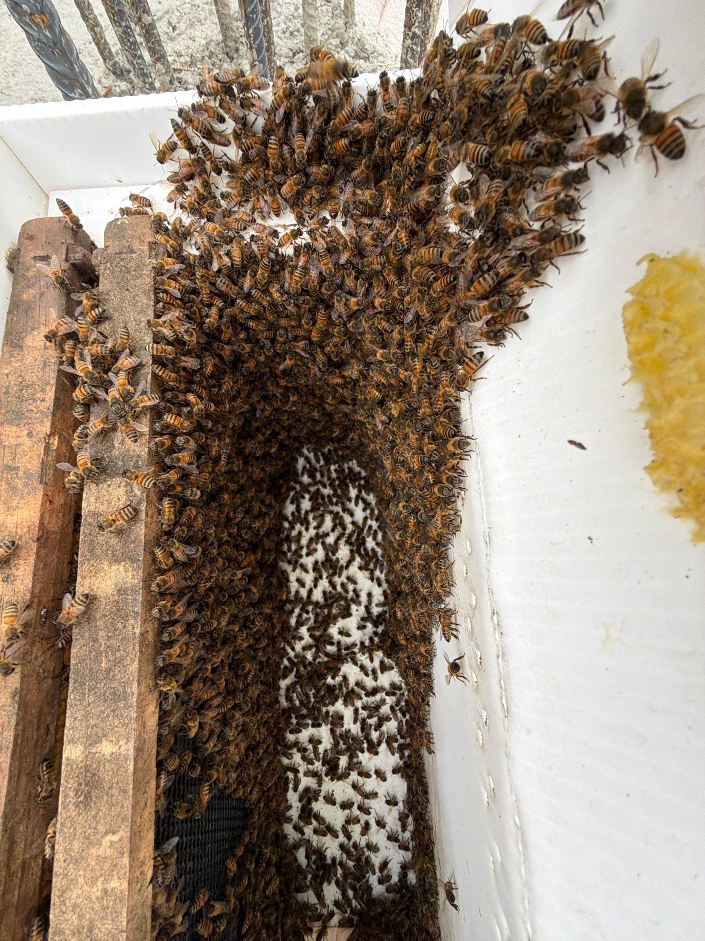 Rockwall Swarm: Downtown Construction Site by Rockwall Honey Bee Company