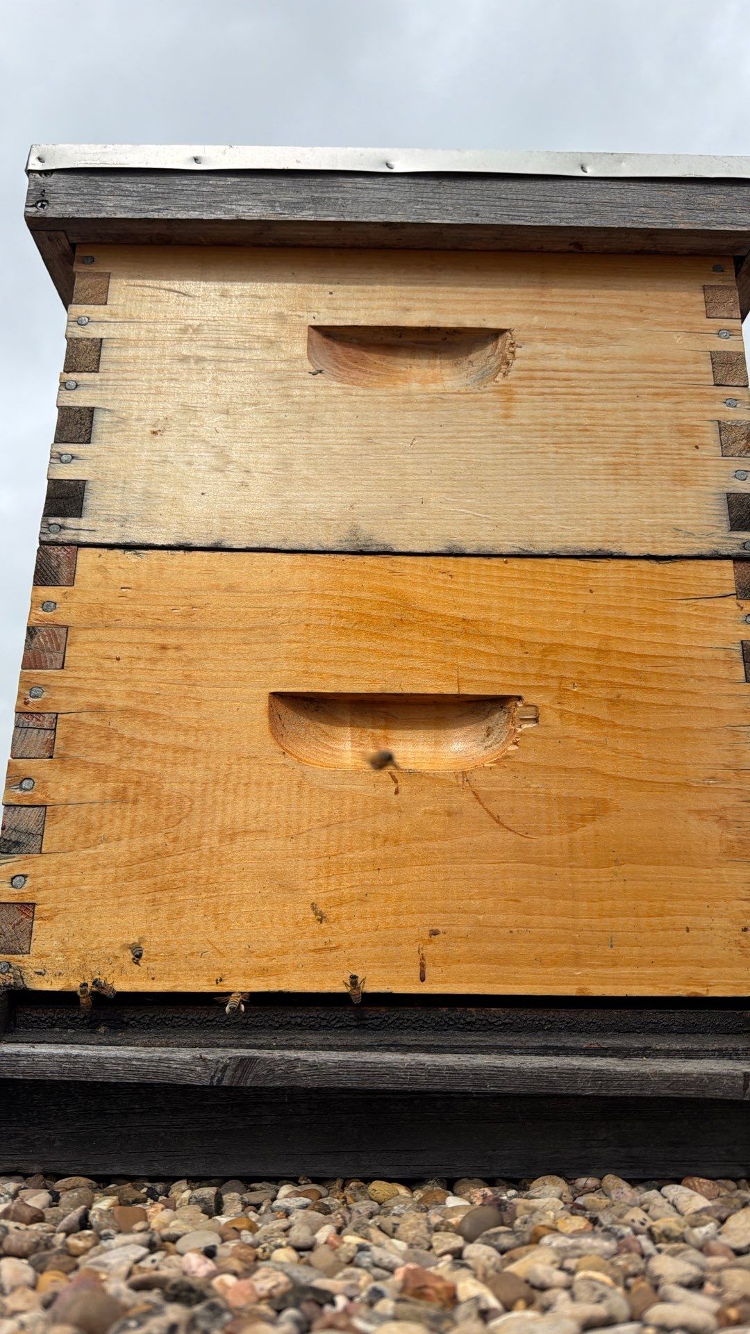 Commercial Rooftop Colony by Rockwall Honey Bee Company