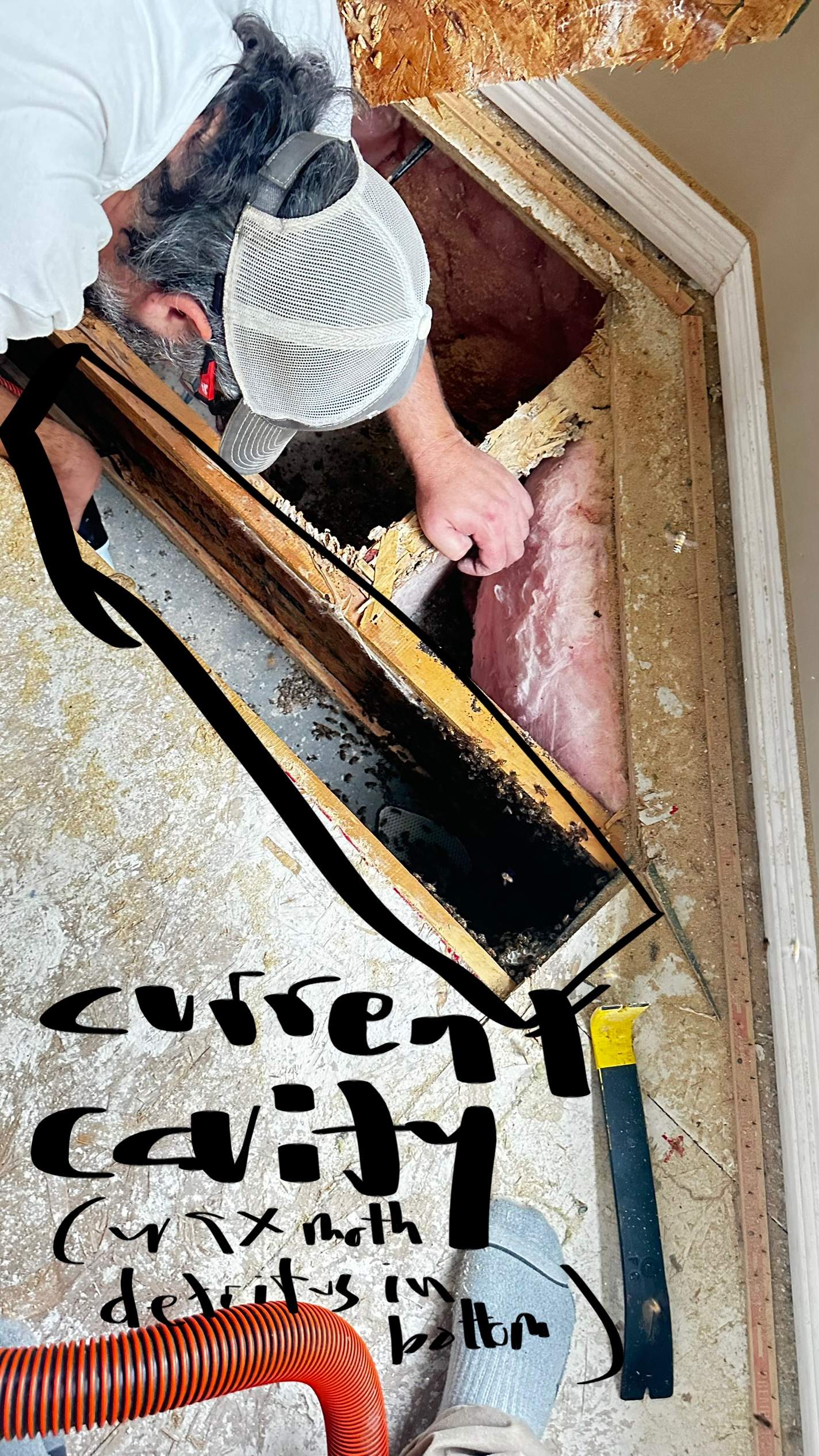 Feet Bees by Rockwall Honey Bee Company