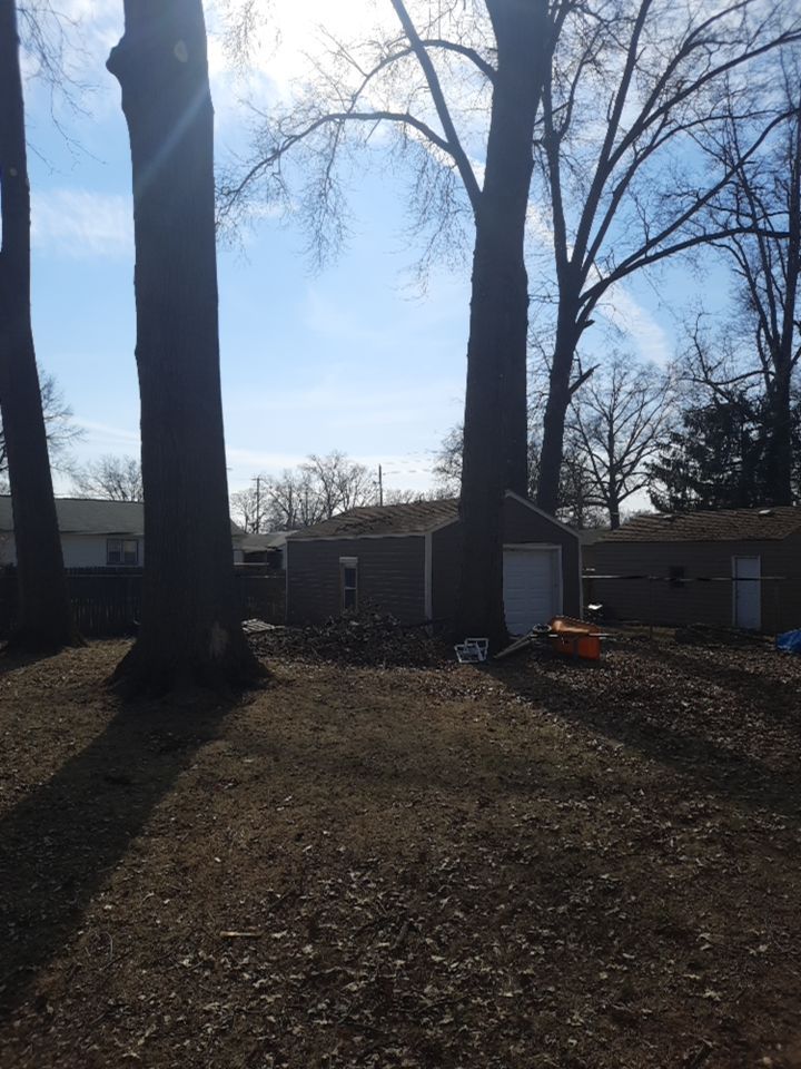Tree Trimming using Tree Pruing by Mike Jones & Sons Tree Service LLC 