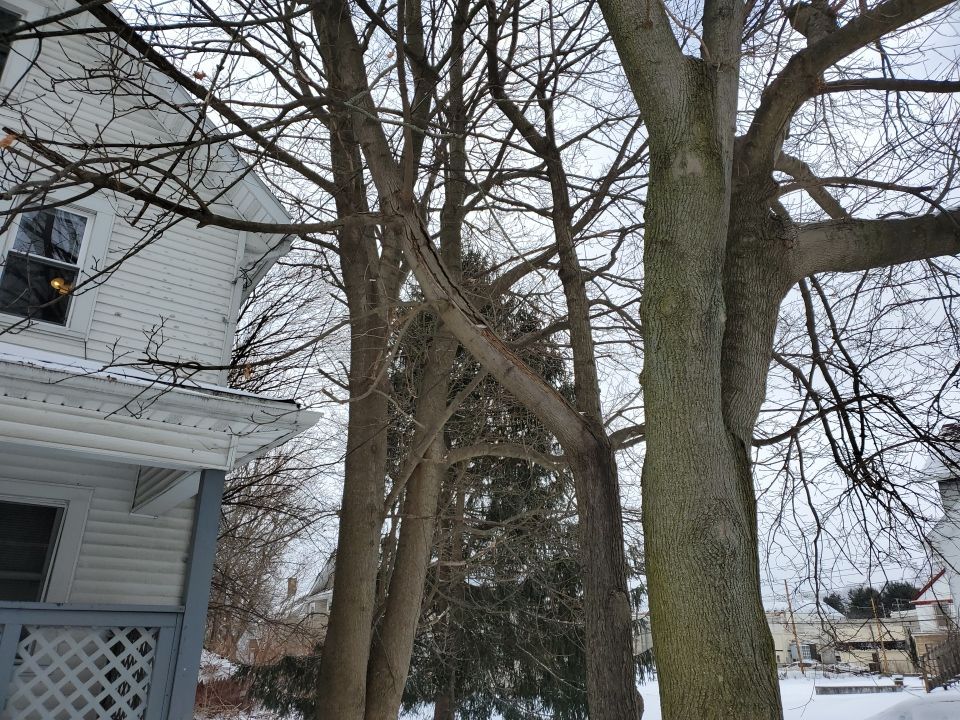 Tree Trimming using Tree Pruing by Mike Jones & Sons Tree Service LLC 