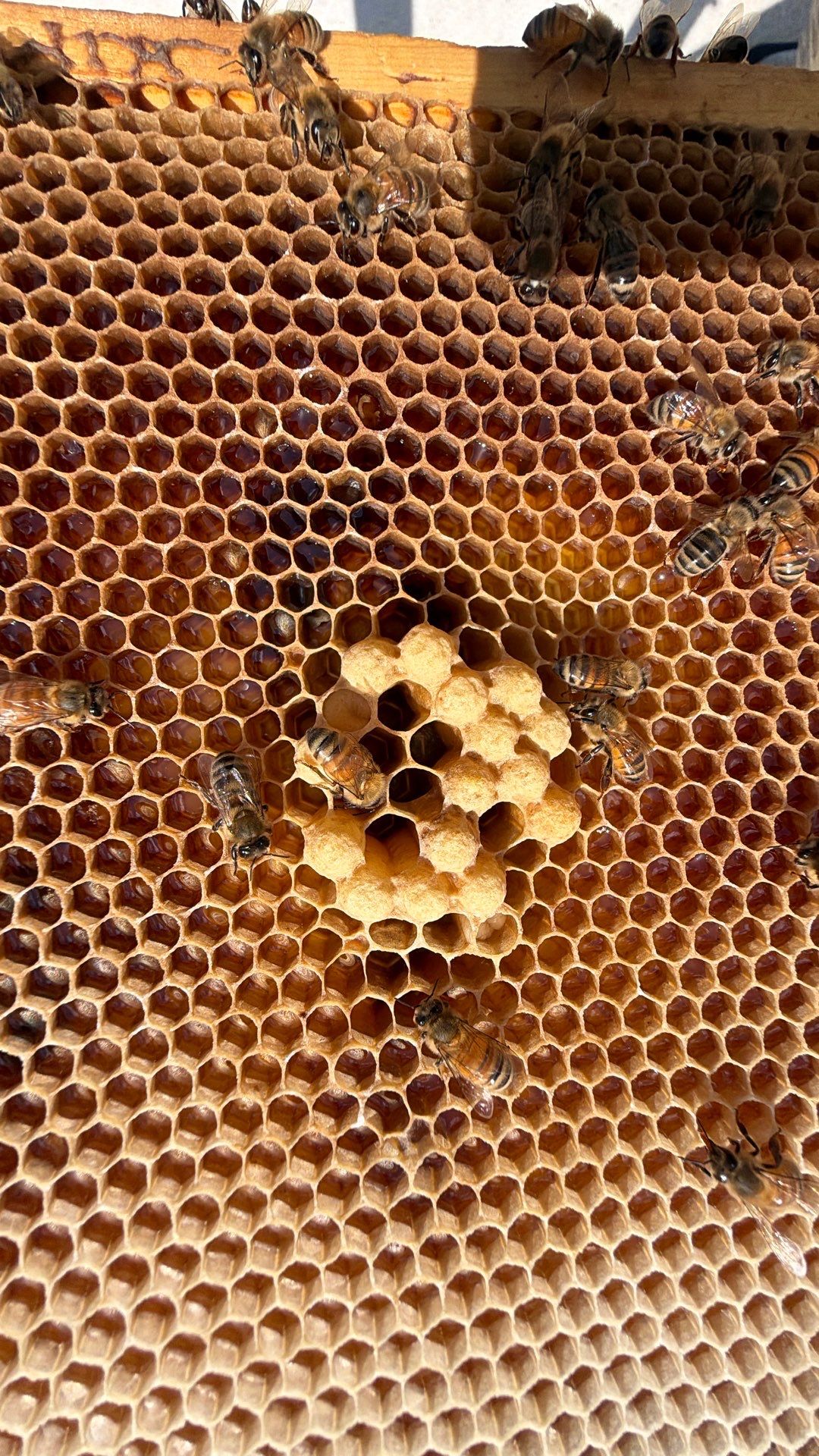 Bees at the Bank! by Rockwall Honey Bee Company