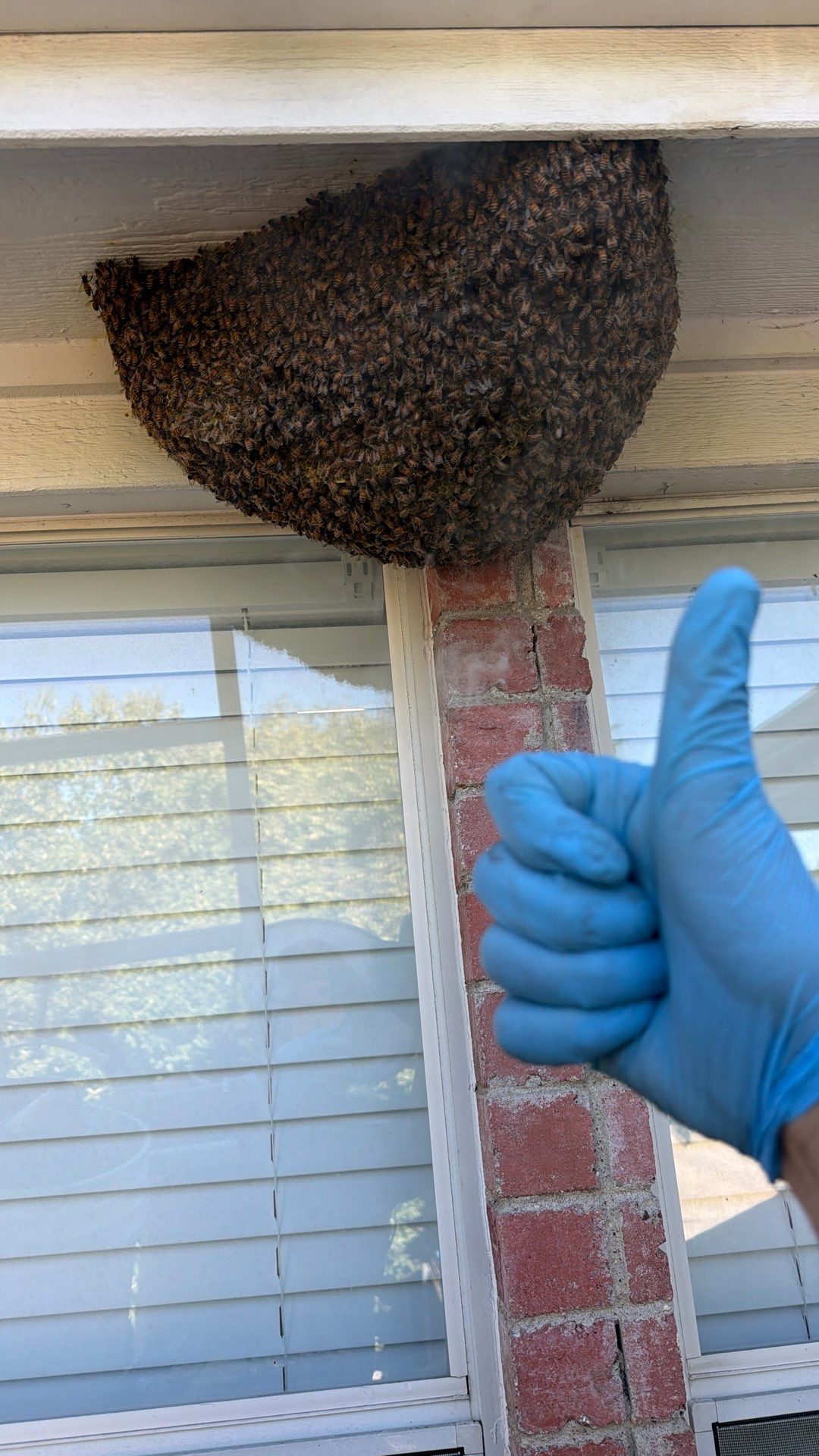 Open Air Colony in Rockwall, TX by Rockwall Honey Bee Company
