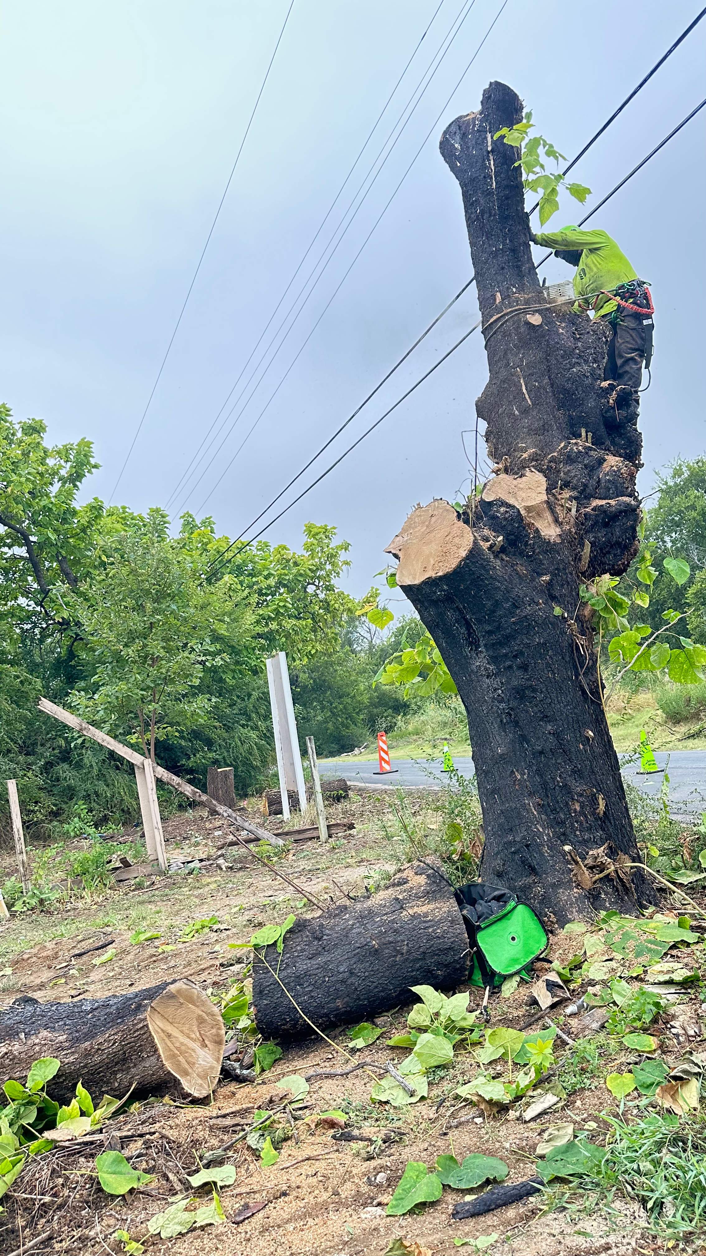 City Tree Company  by Rockwall Honey Bee Company