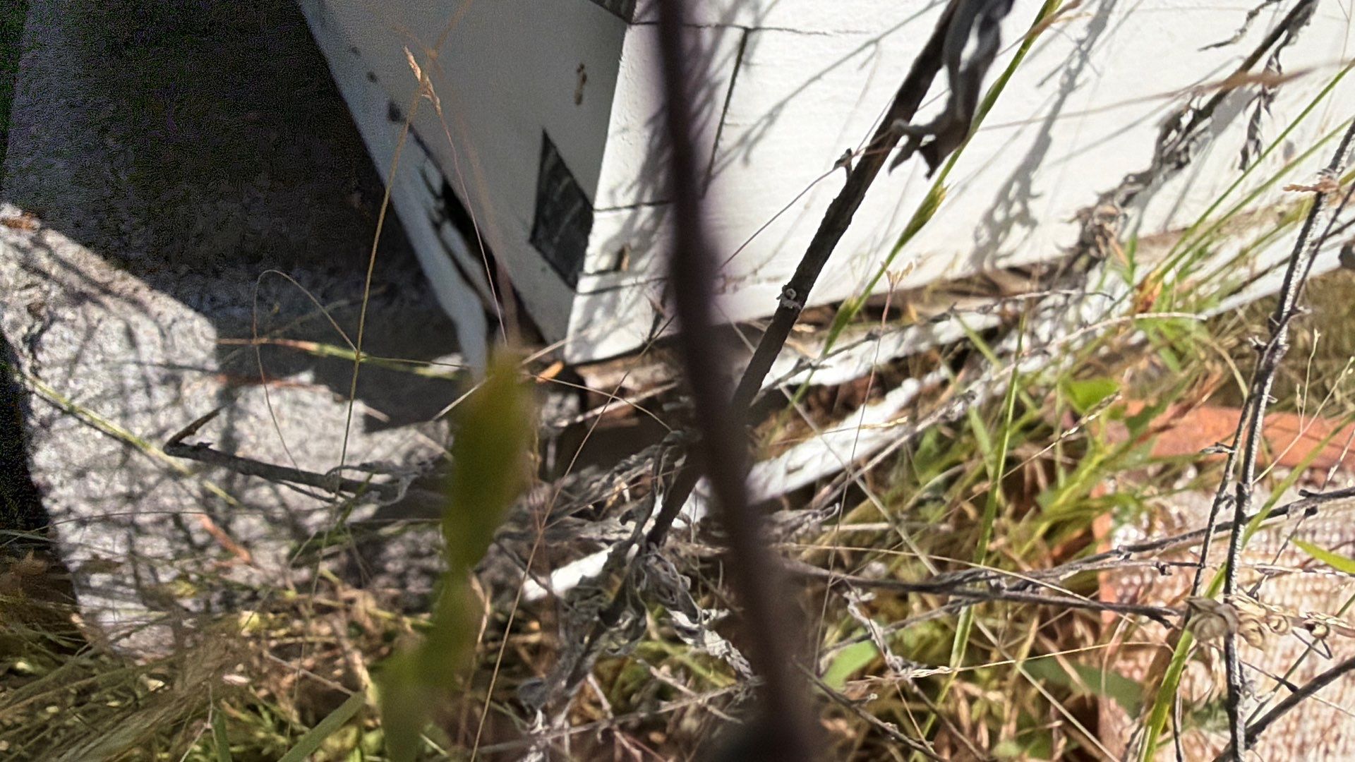 Baseball Diamond Apiary by Rockwall Honey Bee Company