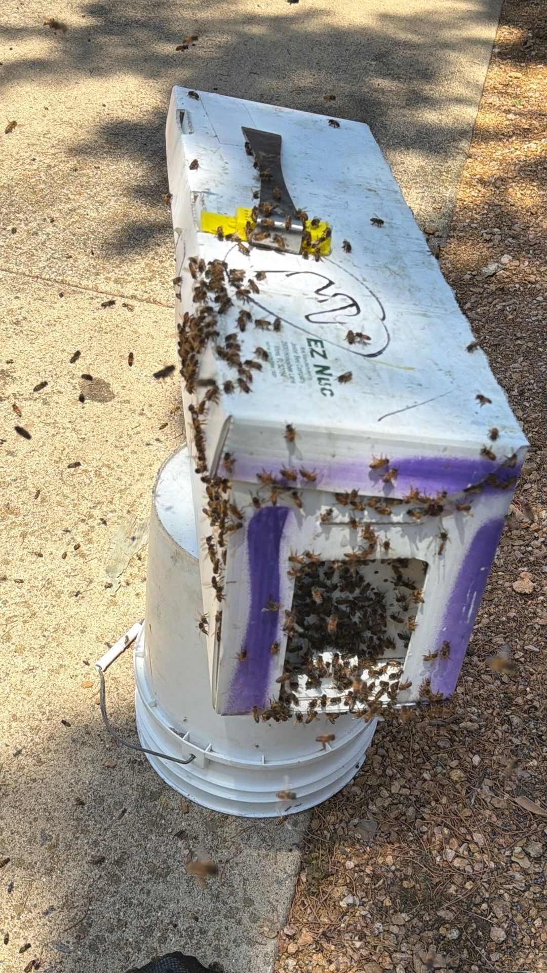 Cavern-Crack Tree Bees by Rockwall Honey Bee Company
