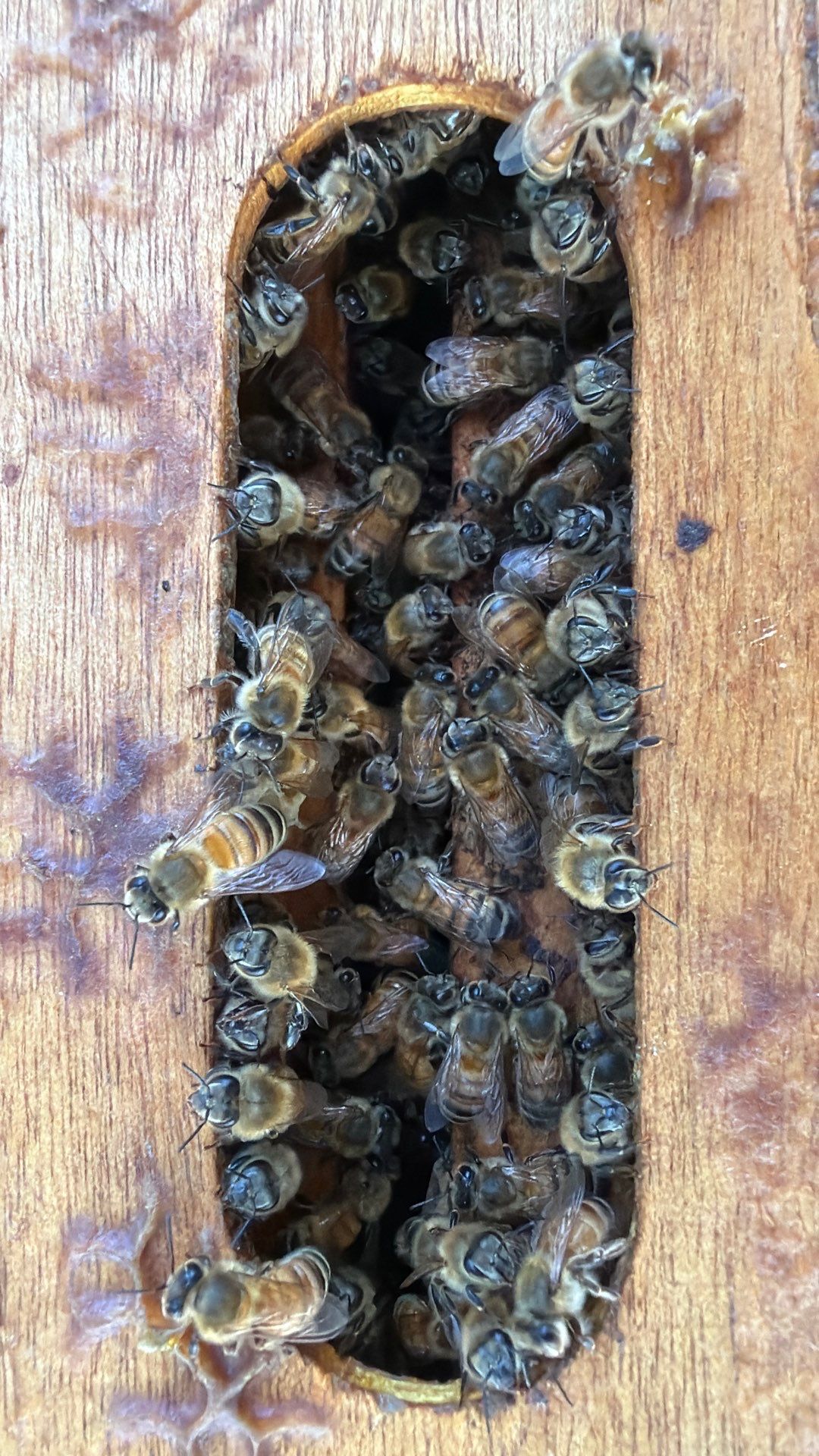 Flood Culvert Bees by Rockwall Honey Bee Company