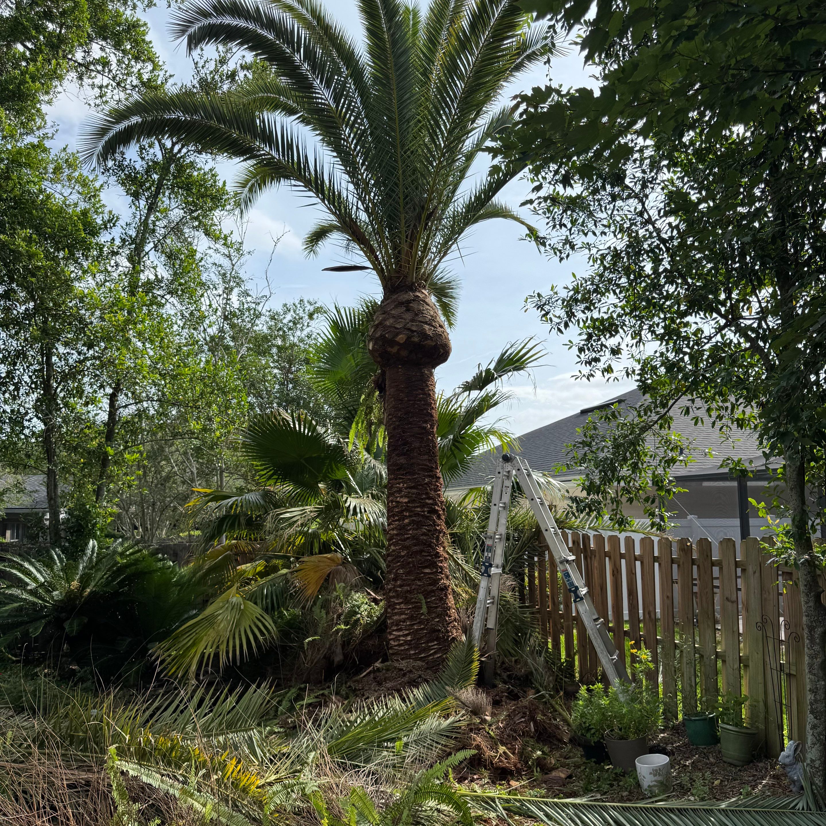 Deerwood Resident | Tree Trimming & Sod Install by ProGreen Services