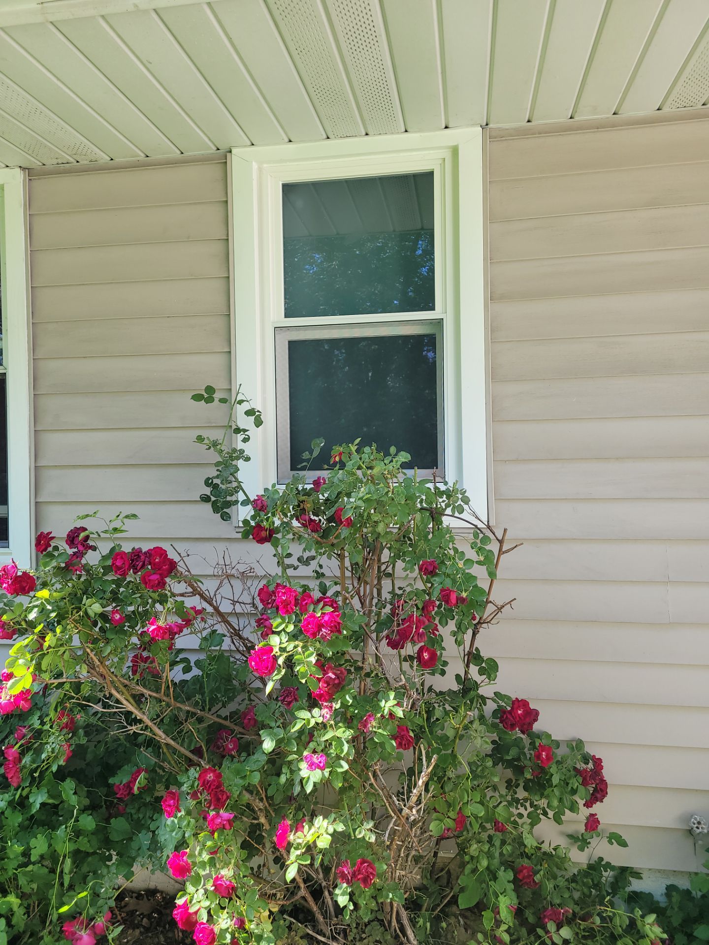 Jeannette Stewart by Silver Leaf Contracting 