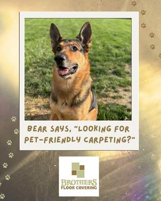 Pet-Friendly Anderson Tuftex Carpet Installation in Indianapolis