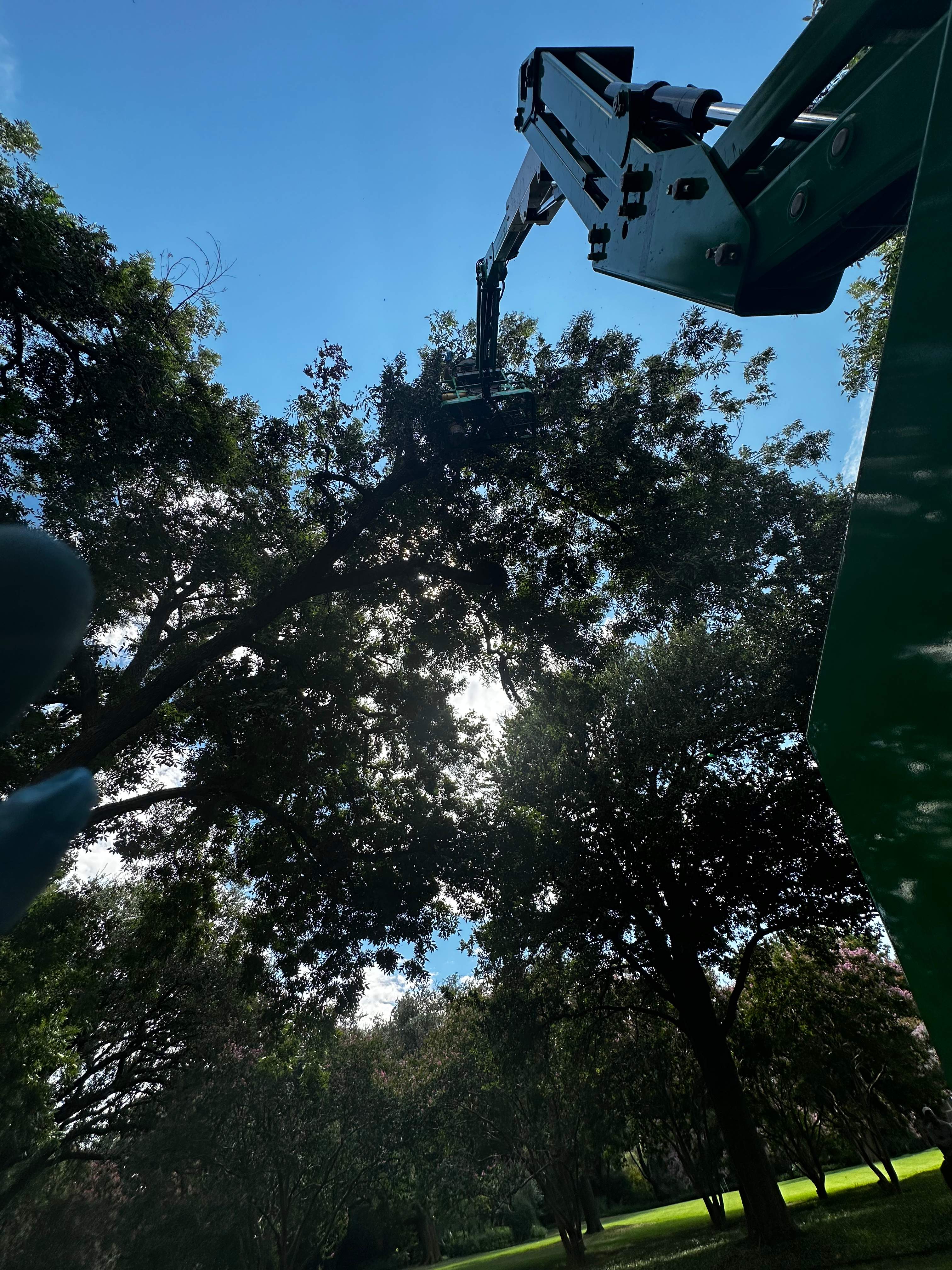 Open-Air Massive Colony by Rockwall Honey Bee Company