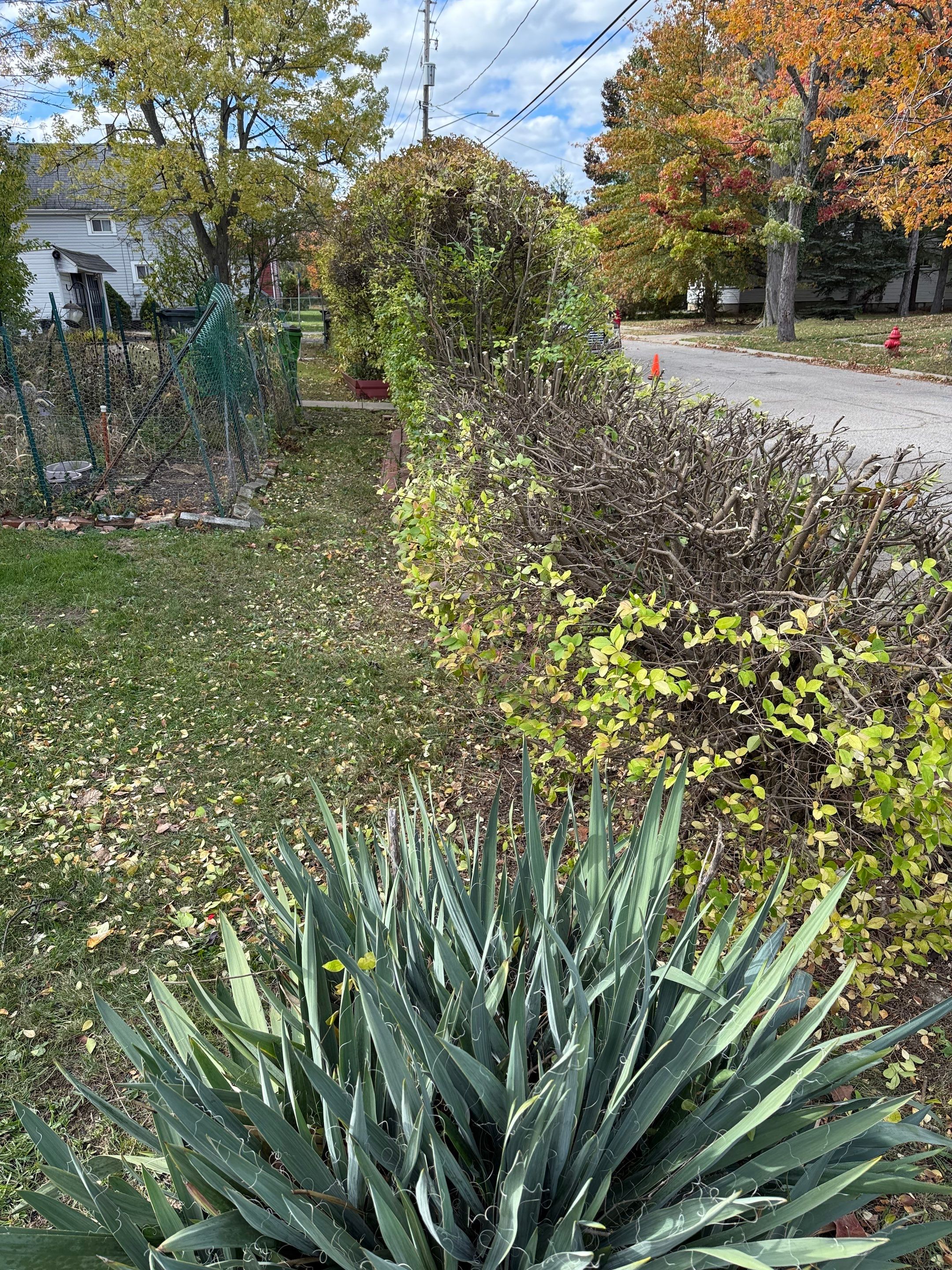 Hedge Shaping Maintenance by Elm Rose Gardens