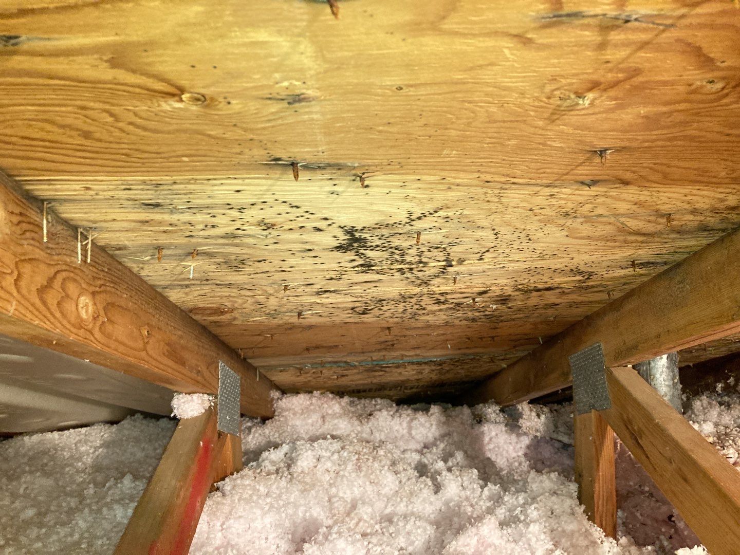 Mold Remediation in Attic by Accountable Home Services