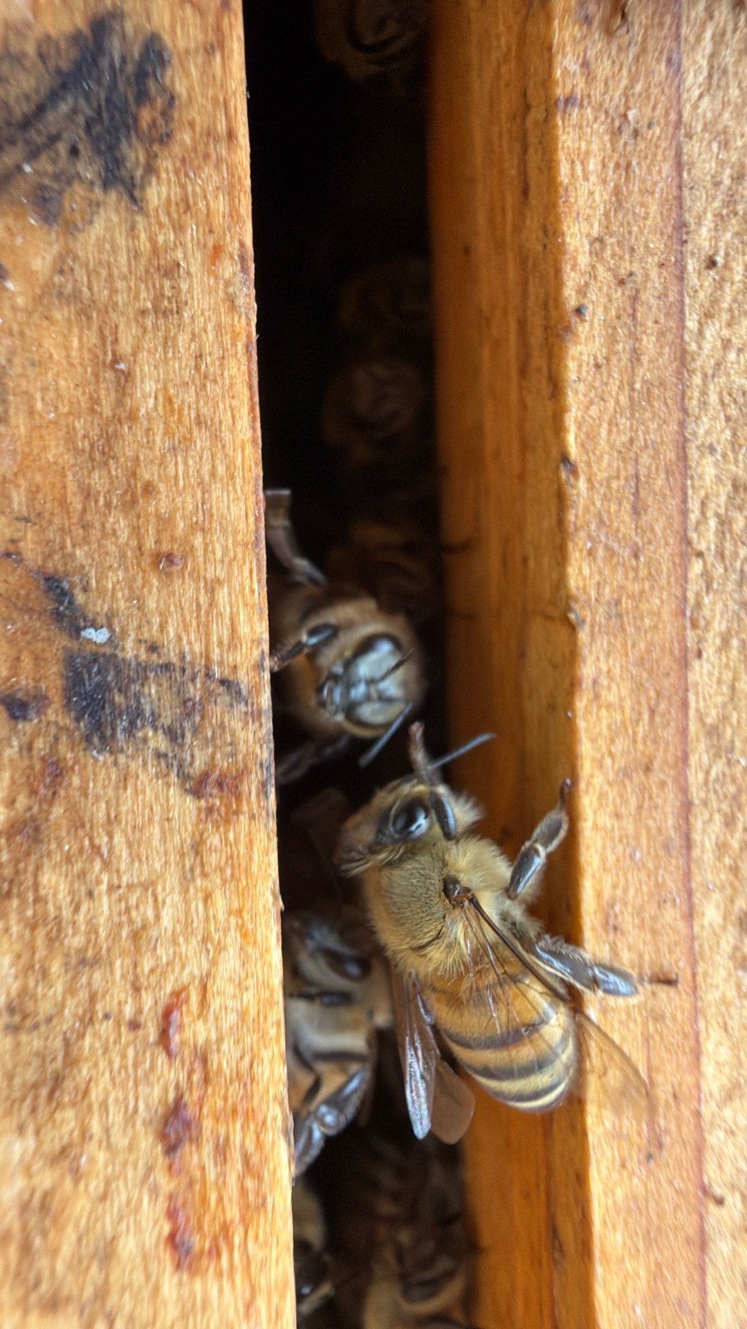 Happy Parking Lot Bee Hive by Rockwall Honey Bee Company