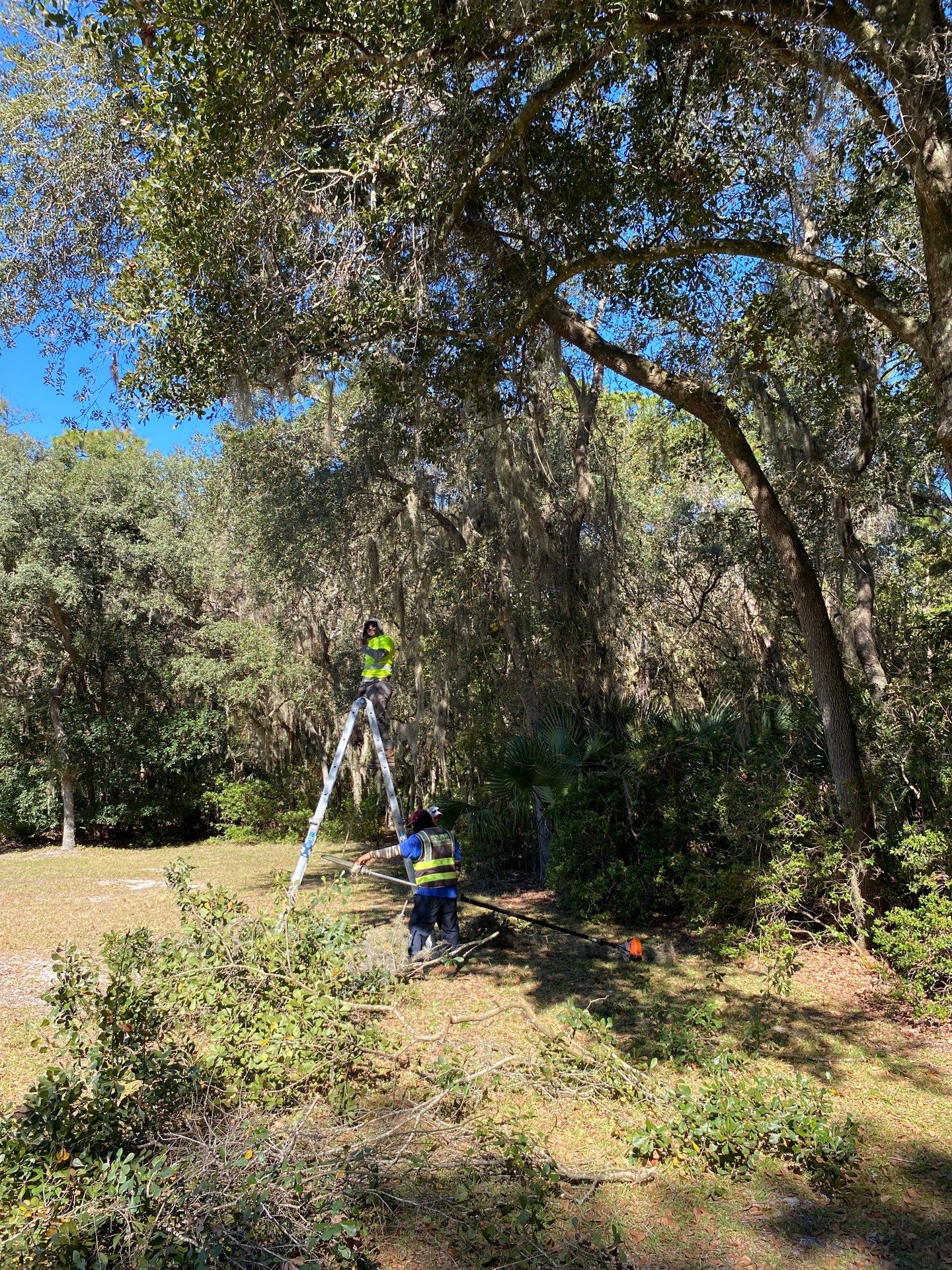 Deerwood Residence | Tree Work by ProGreen Services