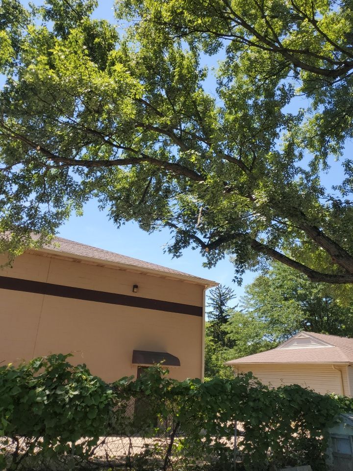 Tree Trimming using Tree Pruing by Mike Jones & Sons Tree Service LLC 