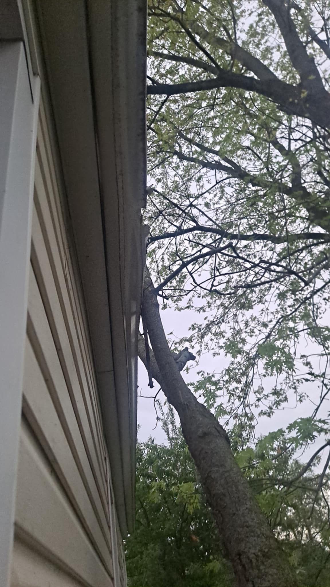 Jonathon Salmons Hail & Tree Damage Report by Constructive Project Management