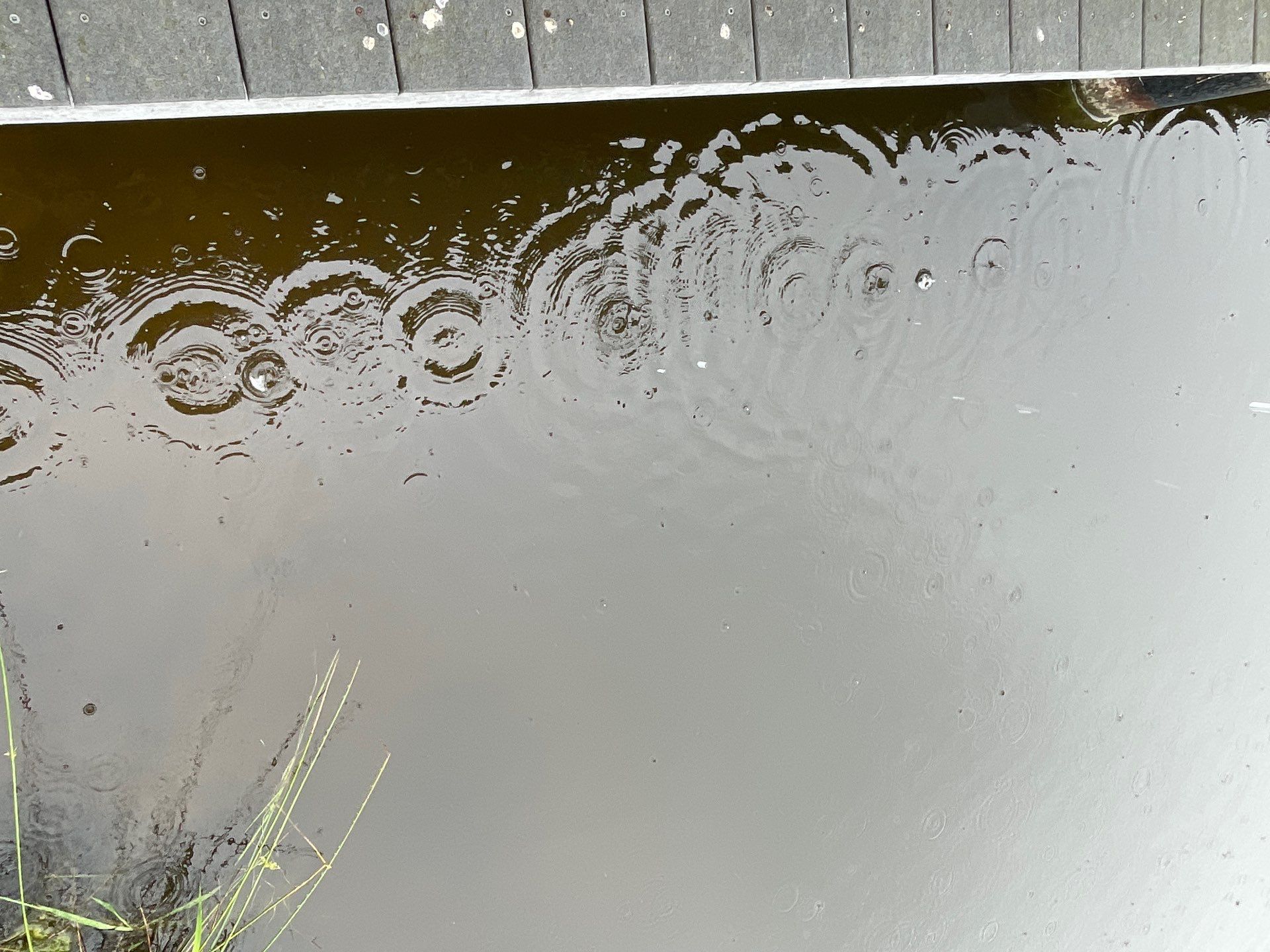 Maas Project by  Bellus Aquatic Solutions