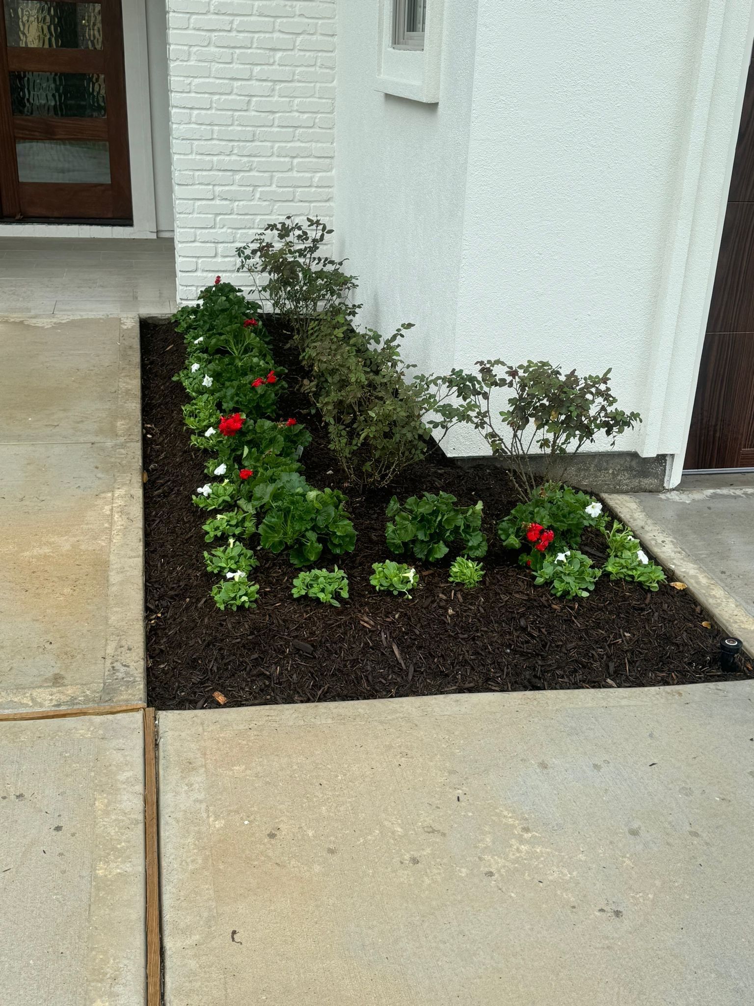 Open House Ready! Daniel Walldrop's Front Yard Flower Bed Makeover! 🏡🌿 by Texas Urban Elements