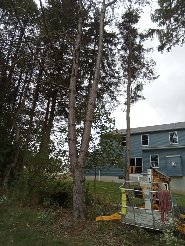 Tree Removal using Tree Removal by Mike Jones & Sons Tree Service LLC 