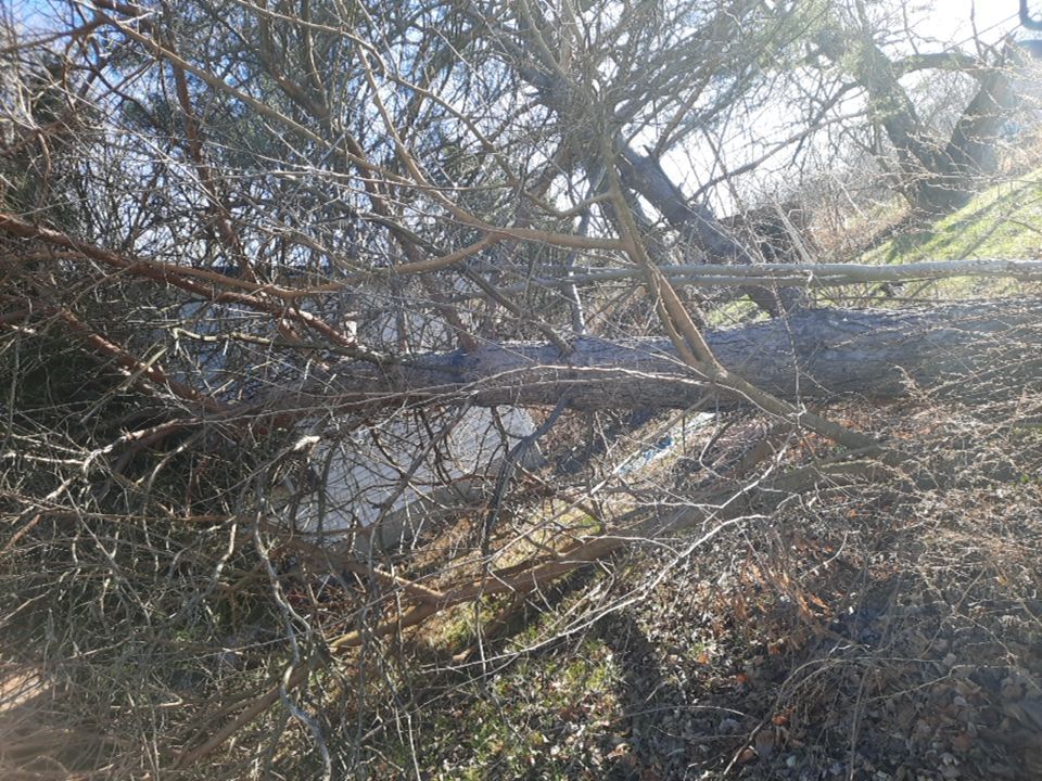 Storm Damaged Tree Removal  using Tree Removal by Mike Jones & Sons Tree Service LLC 