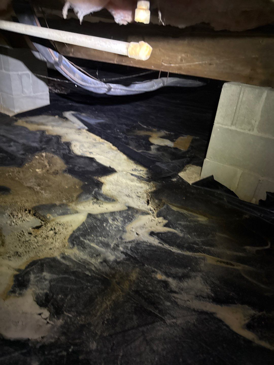 Real Estate Mold Remediation by Healthy Home Solutions