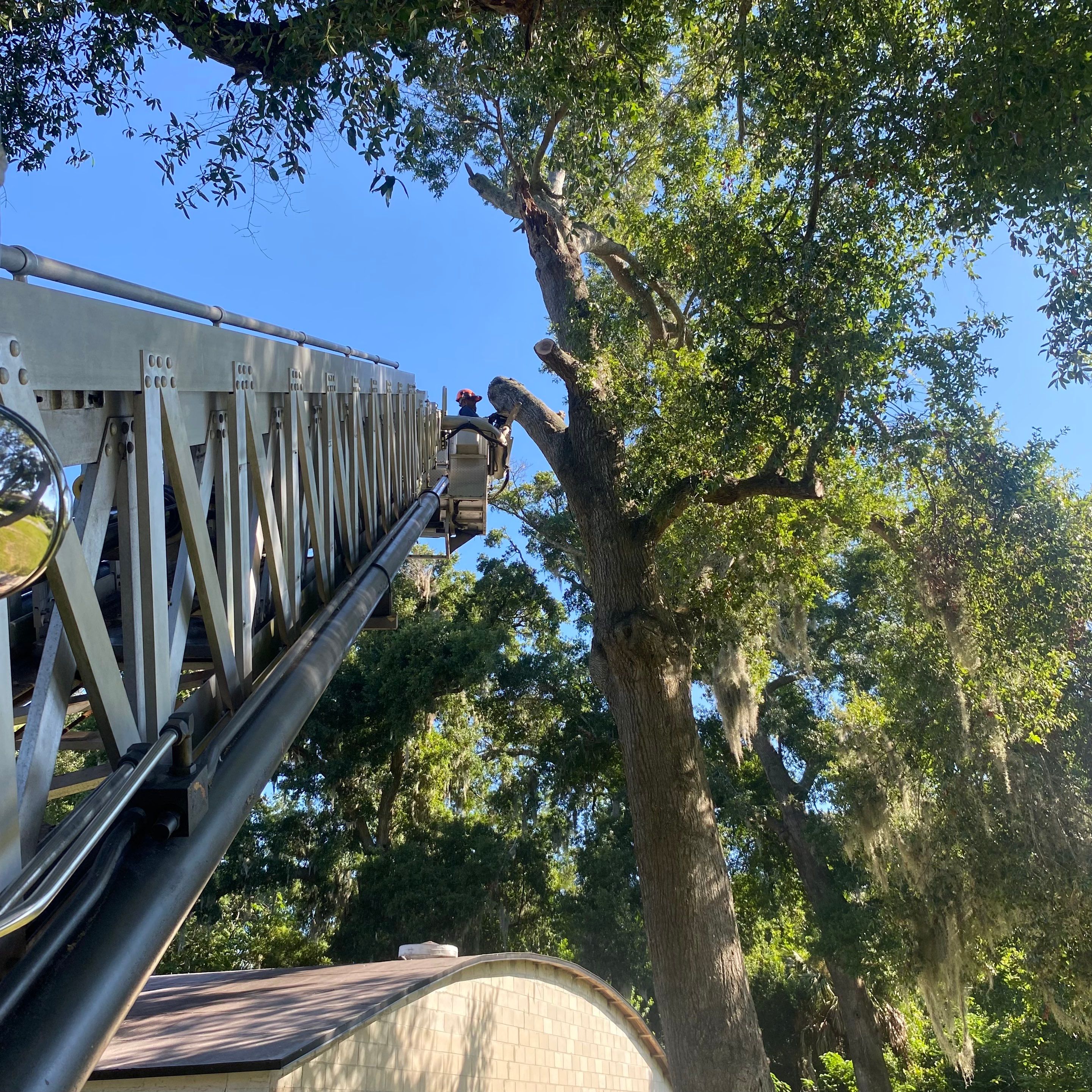 Commercial Property | Clean Up & Tree Removal by ProGreen Services