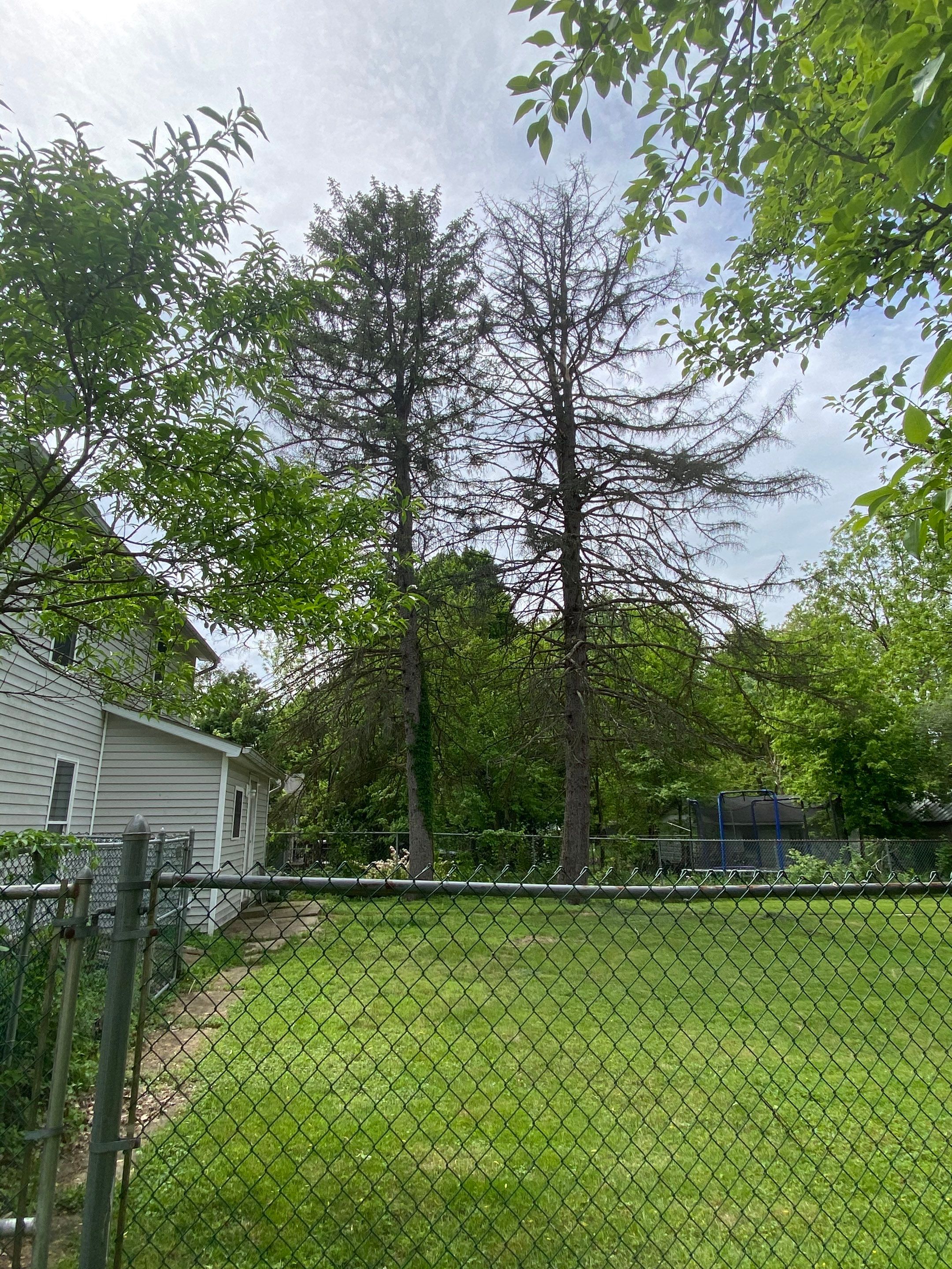 Tree Trimming using Tree Pruing by Mike Jones & Sons Tree Service LLC 