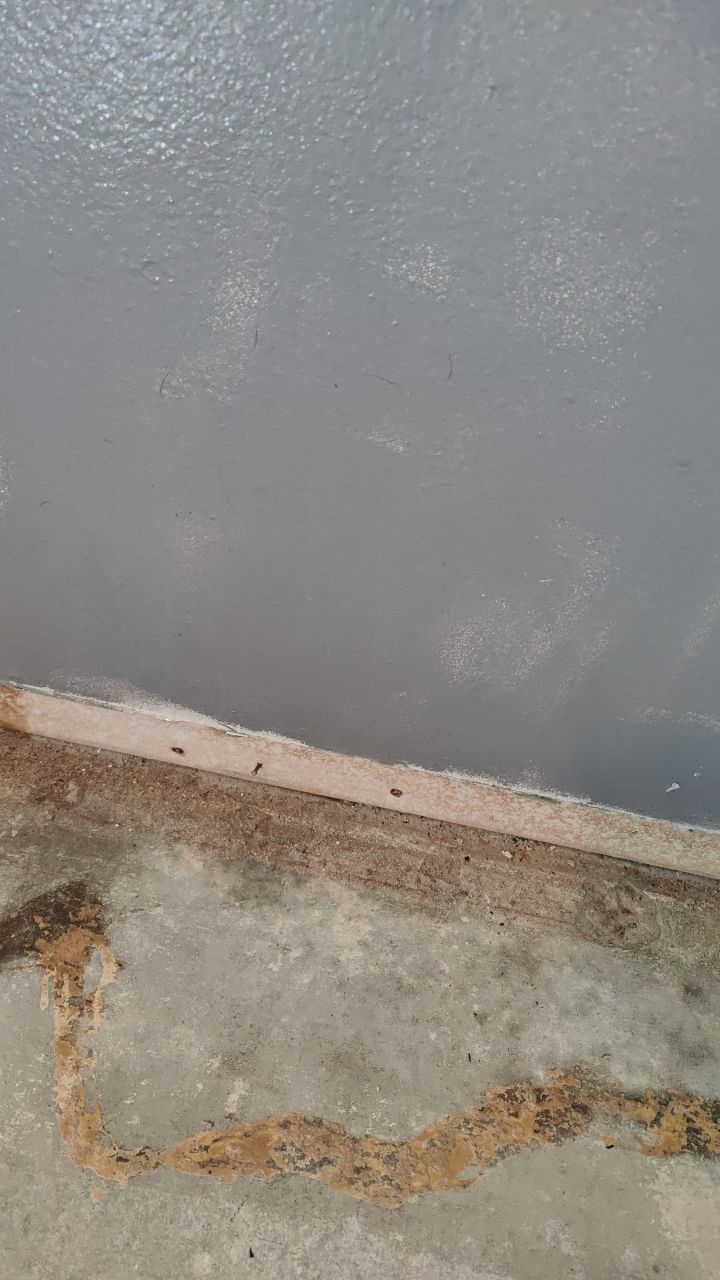 Mold Remediation by Accountable Home Services