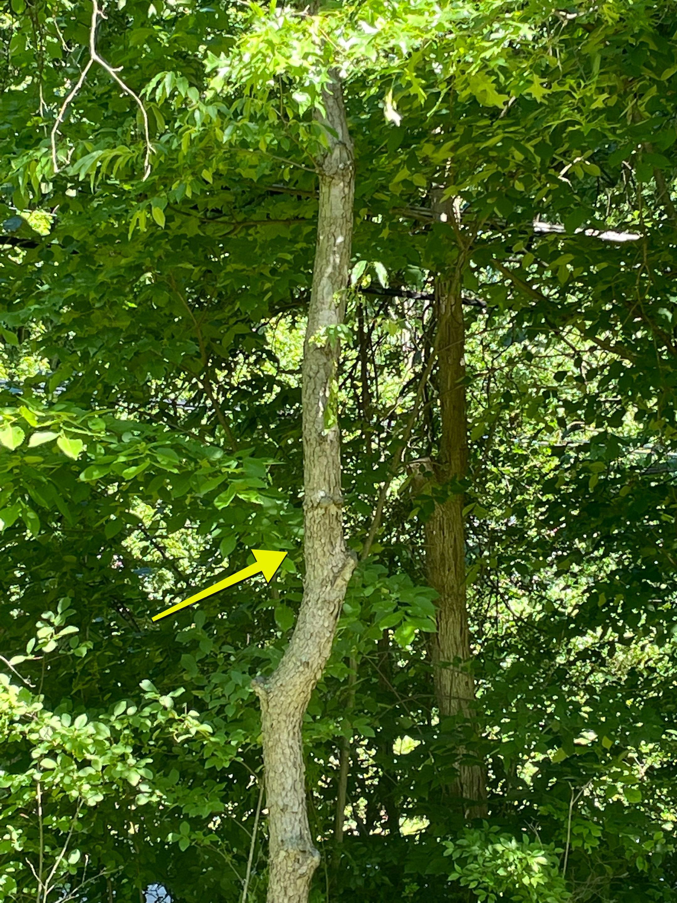 Tree Removal using Tree Removal by Mike Jones & Sons Tree Service LLC 