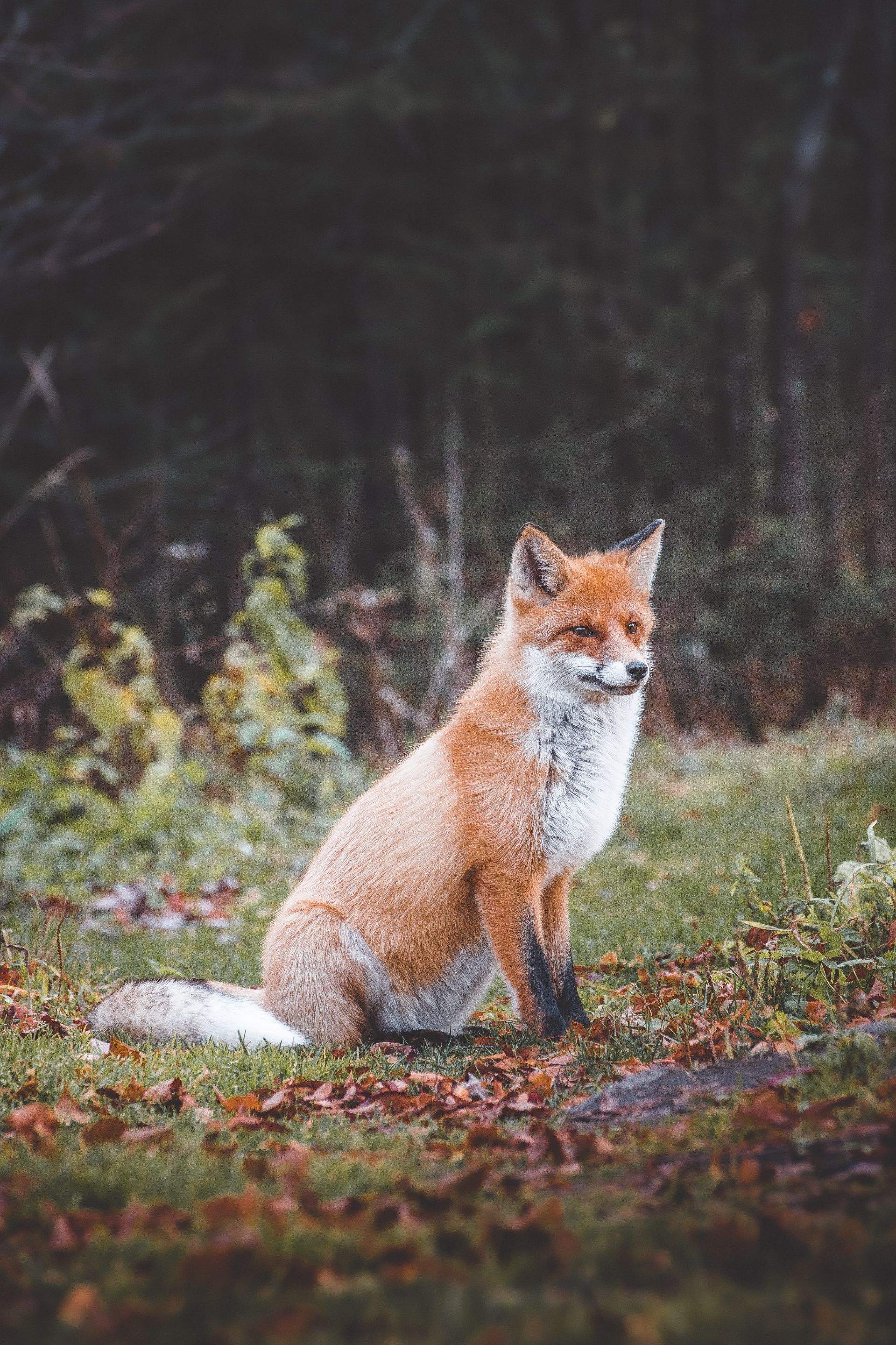 Animals using Ruby by CompanyCam
