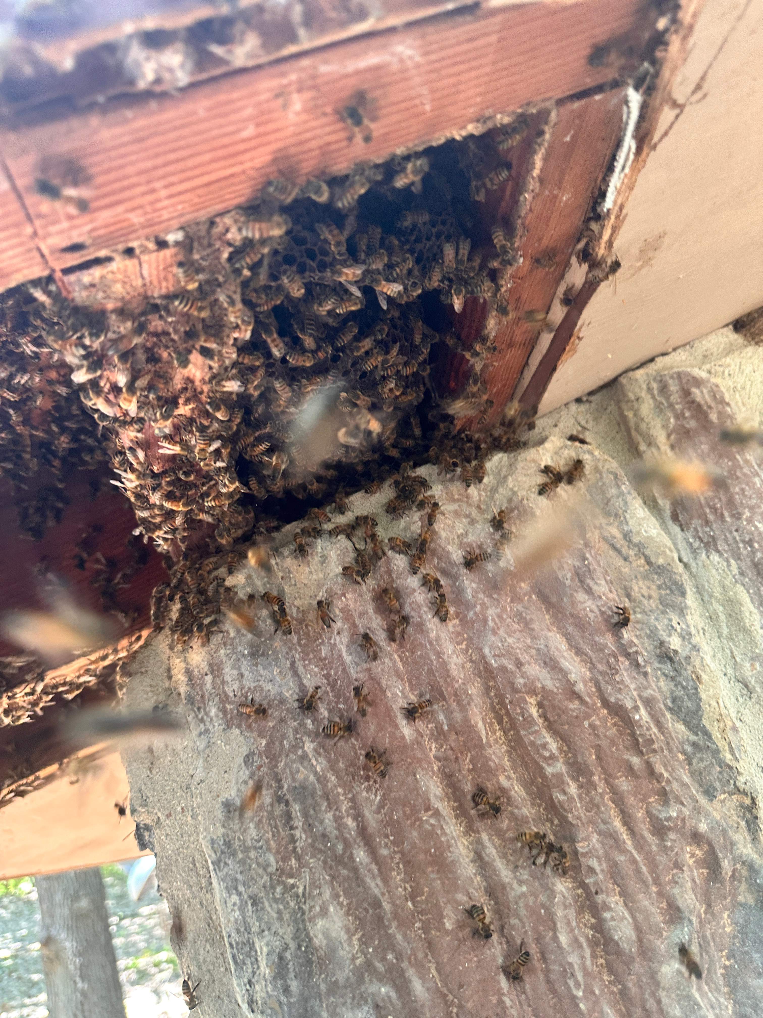 Abandoned Home by Rockwall Honey Bee Company