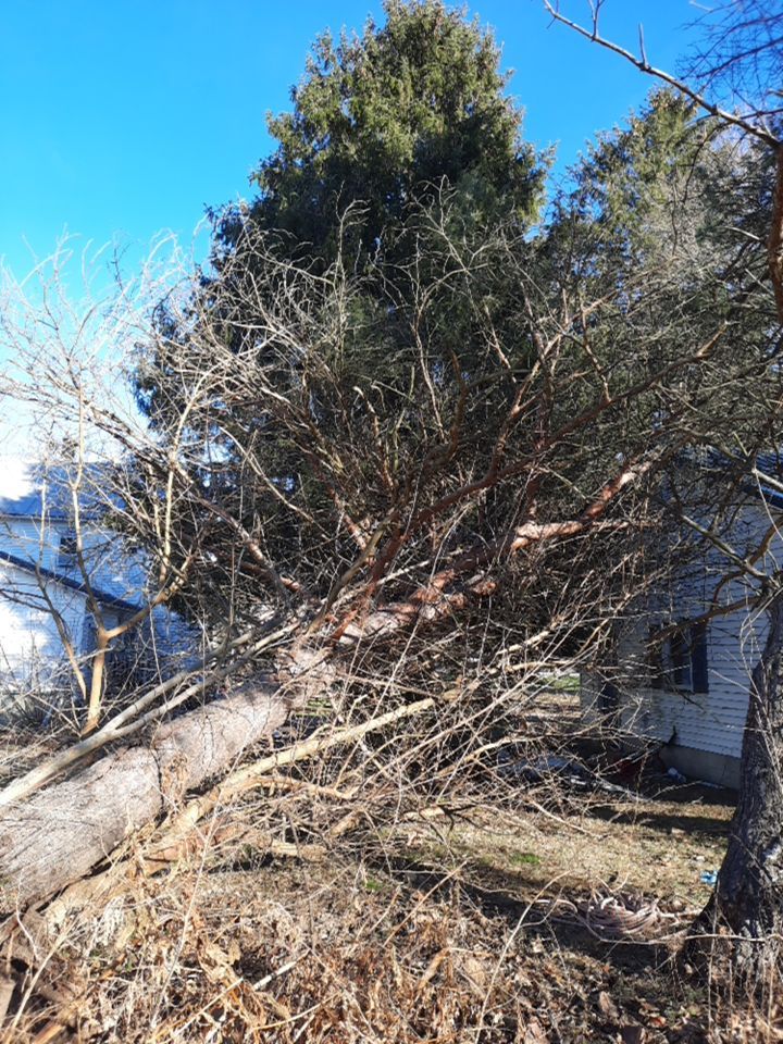 Storm Damaged Tree Removal  using Tree Removal by Mike Jones & Sons Tree Service LLC 